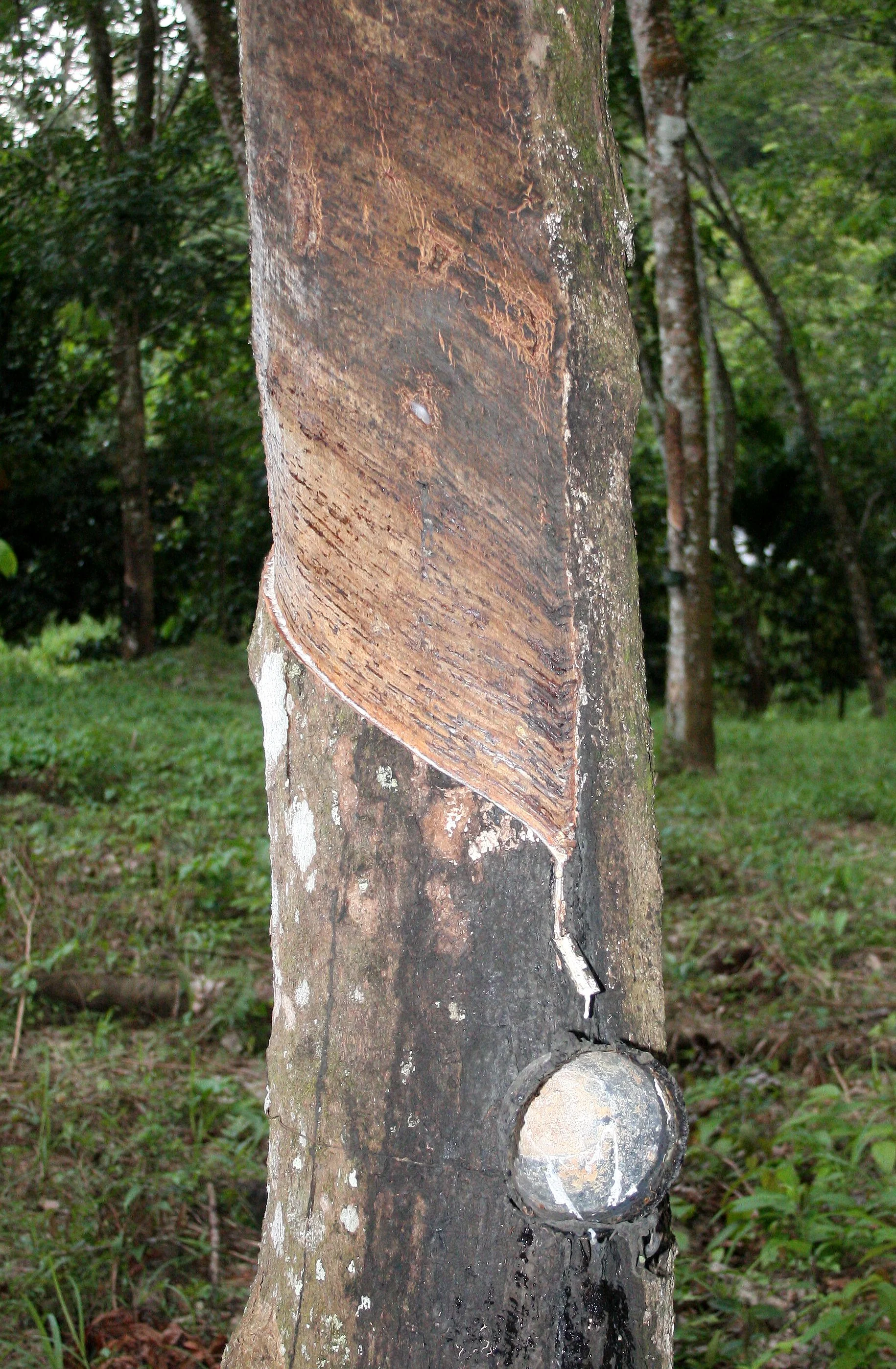 2008 Promluk Property And Family - Nawarn, Dad, etc (27).JPG