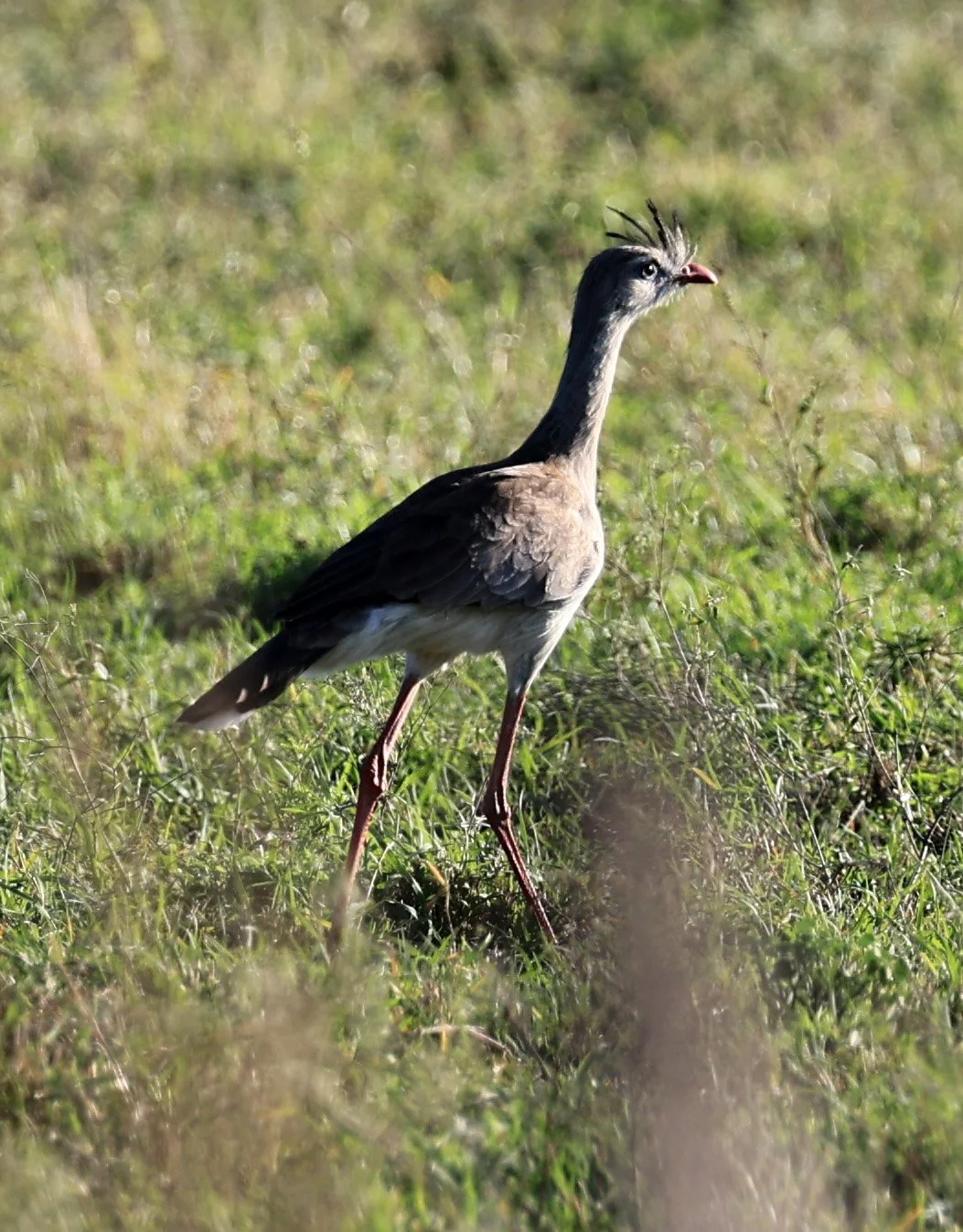 Red-legged Seriema (Cariama cristata) Neuland Mennonite Colony Paraguay (10).jpg
