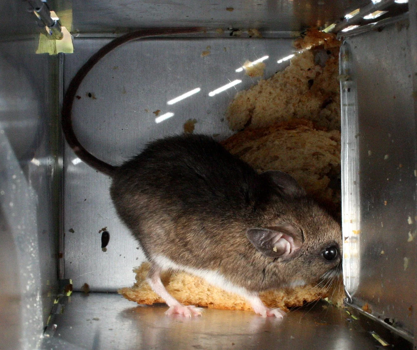 RODENT - DEER MOUSE - KEEN'S DEER MOUSE - PEROMYSCUS KEENI - LAKE FARM TRAILS WA (2).JPG