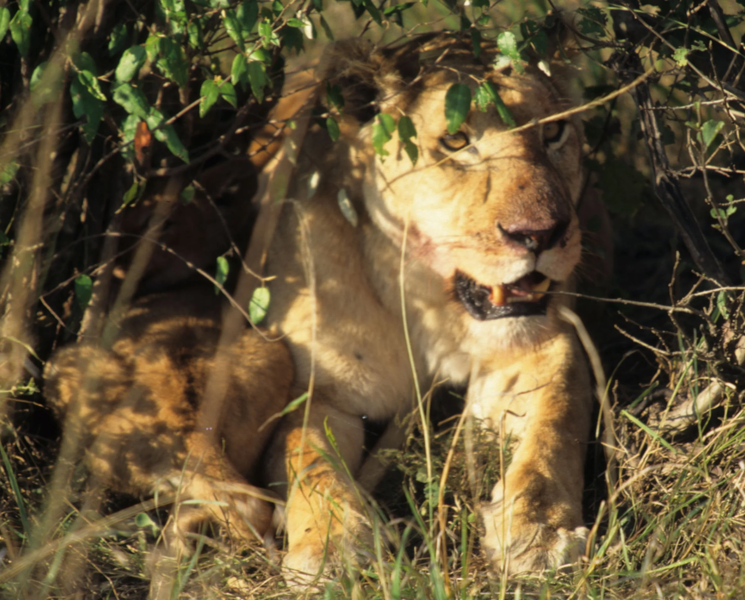 FELID - LION - SERENGETI (45).jpg