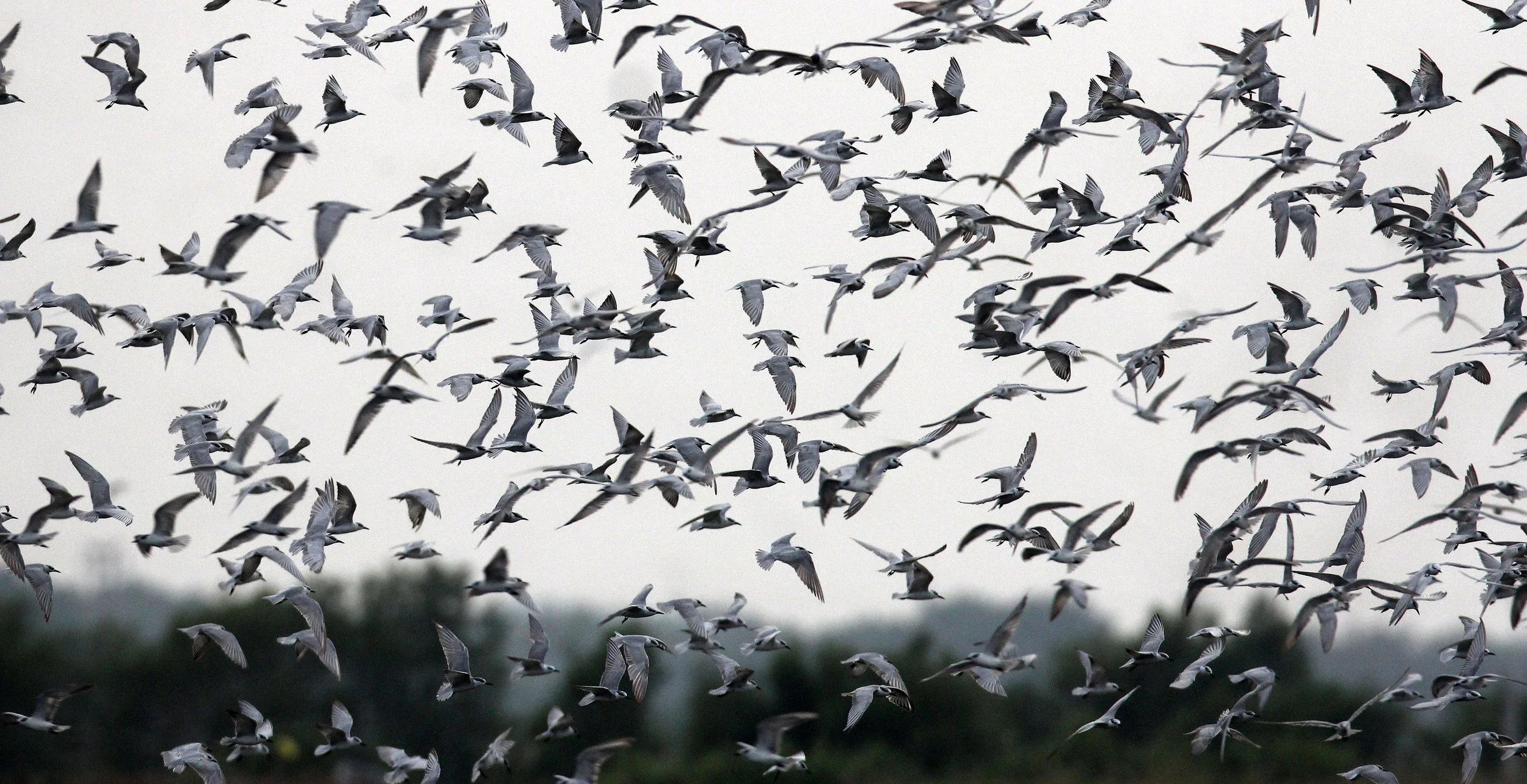 BIRD - TERN SPECIES MIXED FLOCK - WHISKERED AND LITTLE - KOK KHAM MAJACHAI  SALT PONDS - THAILAND (3).JPG