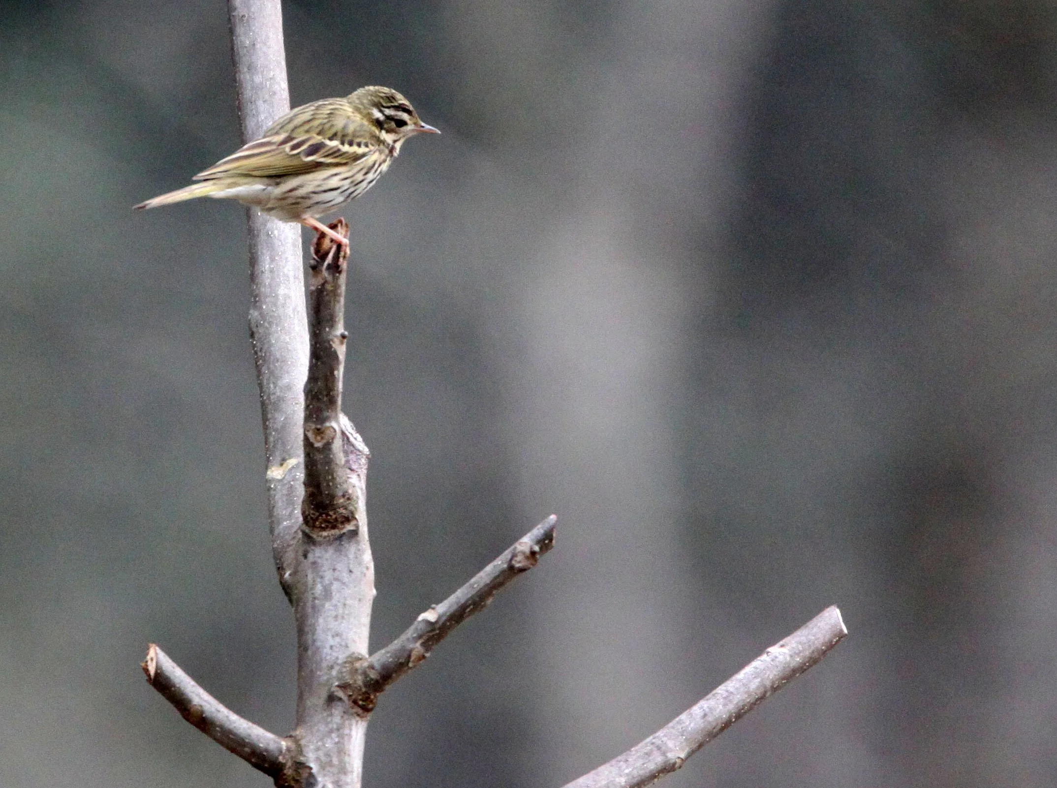 Tree Pipit (Anthus trivialis) WULIANGSHAN NATURE RESERVE YUNNAN CHINA  (2).JPG