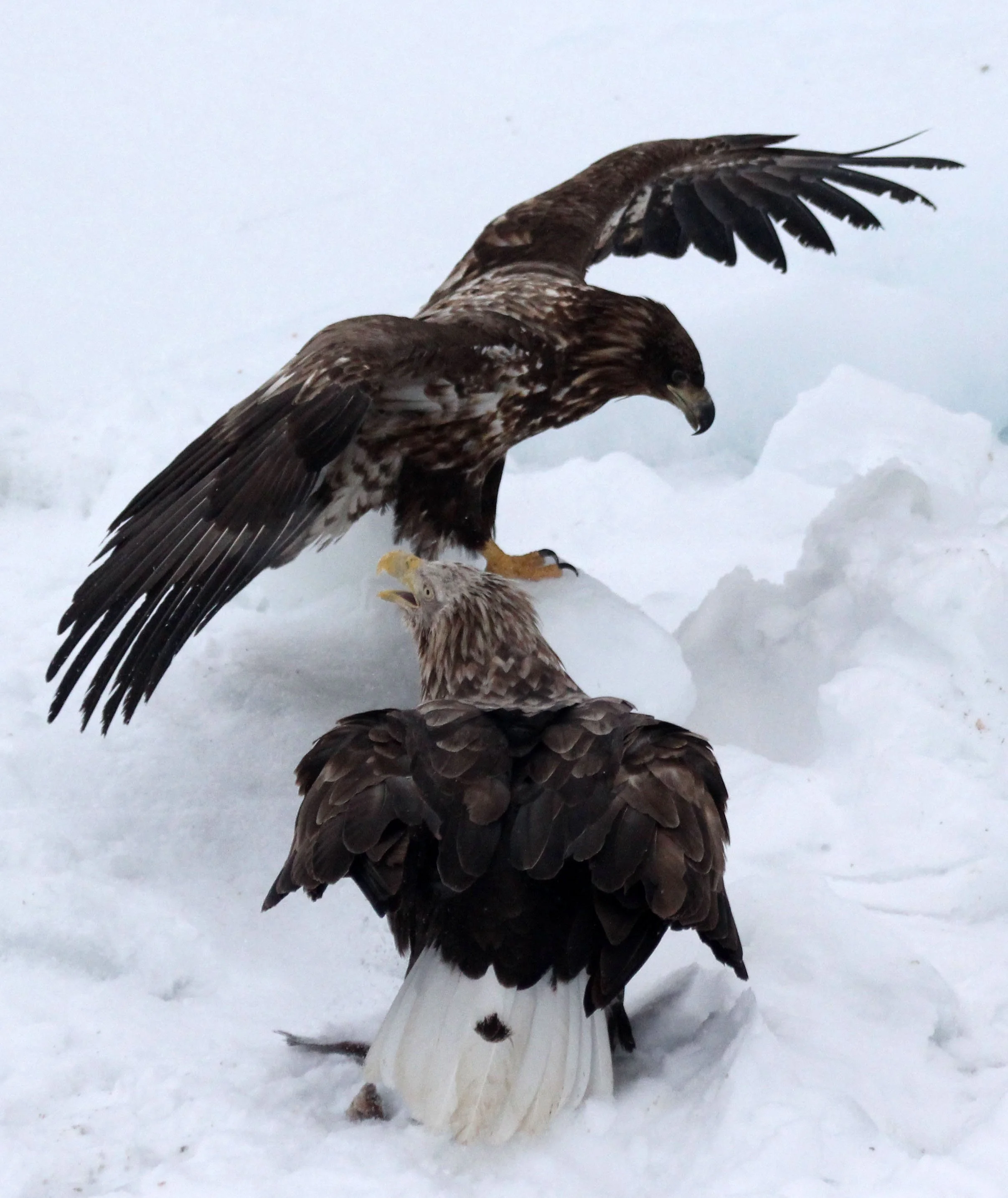 BIRD - EAGLE - WHITE-TAILED EAGLE - RAUSU - SHIRETOKO PENINSULA & NATIONAL PARK - HOKKAIDO JAPAN (46).JPG