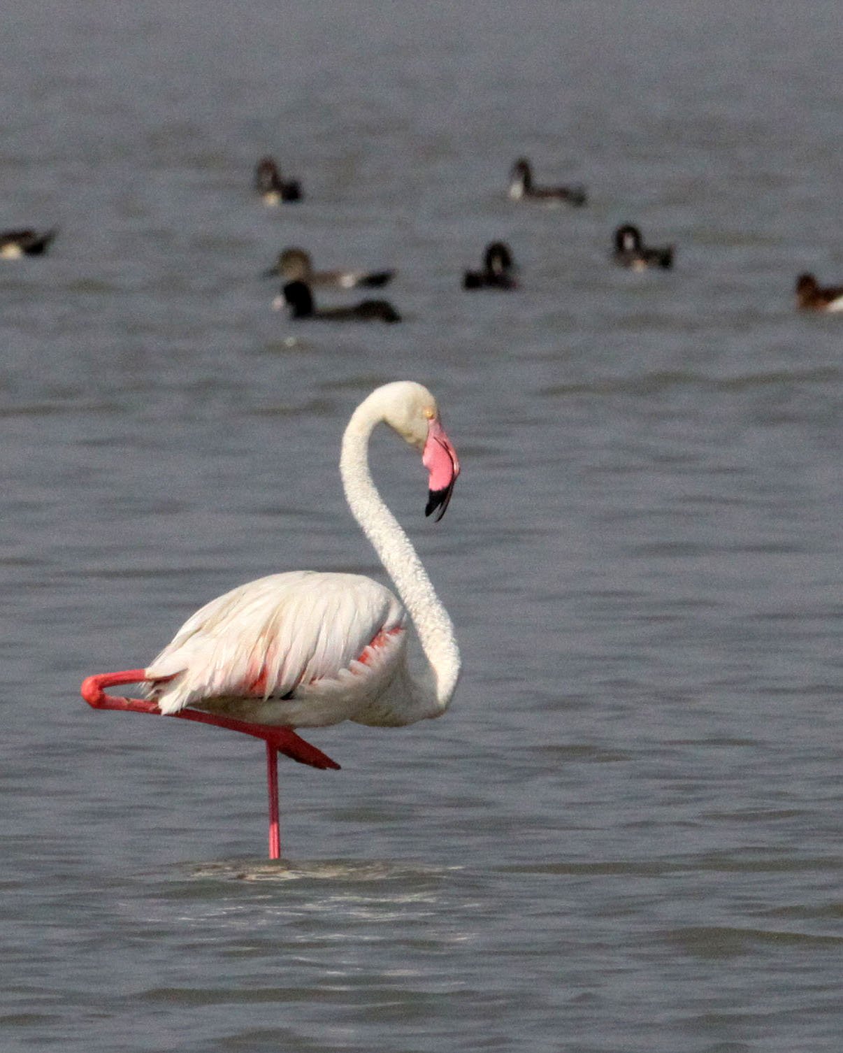 Phoenicopterus roseus - Greater Flamingo - Blackbuck National Park, Gujarat India (4).JPG