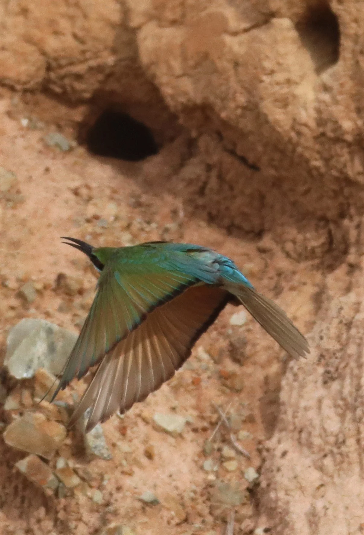 BEE EATER - BLUE-TAILED BEE-EATER - Merops philippinus - PETCHABURI OPEN QUARY AREA ON WAY TO BAAN MAKA (21).jpg