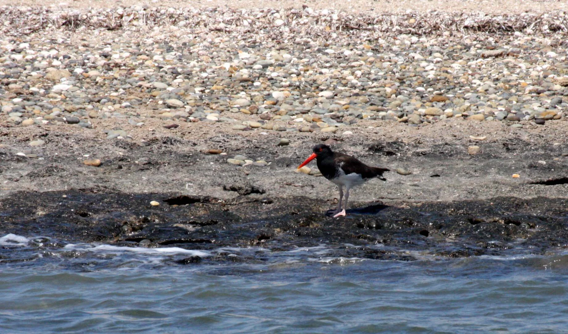 American Oystercatcher (Haematopus palliatus) San Ignacio Lagoon Baja Mexico (3).JPG