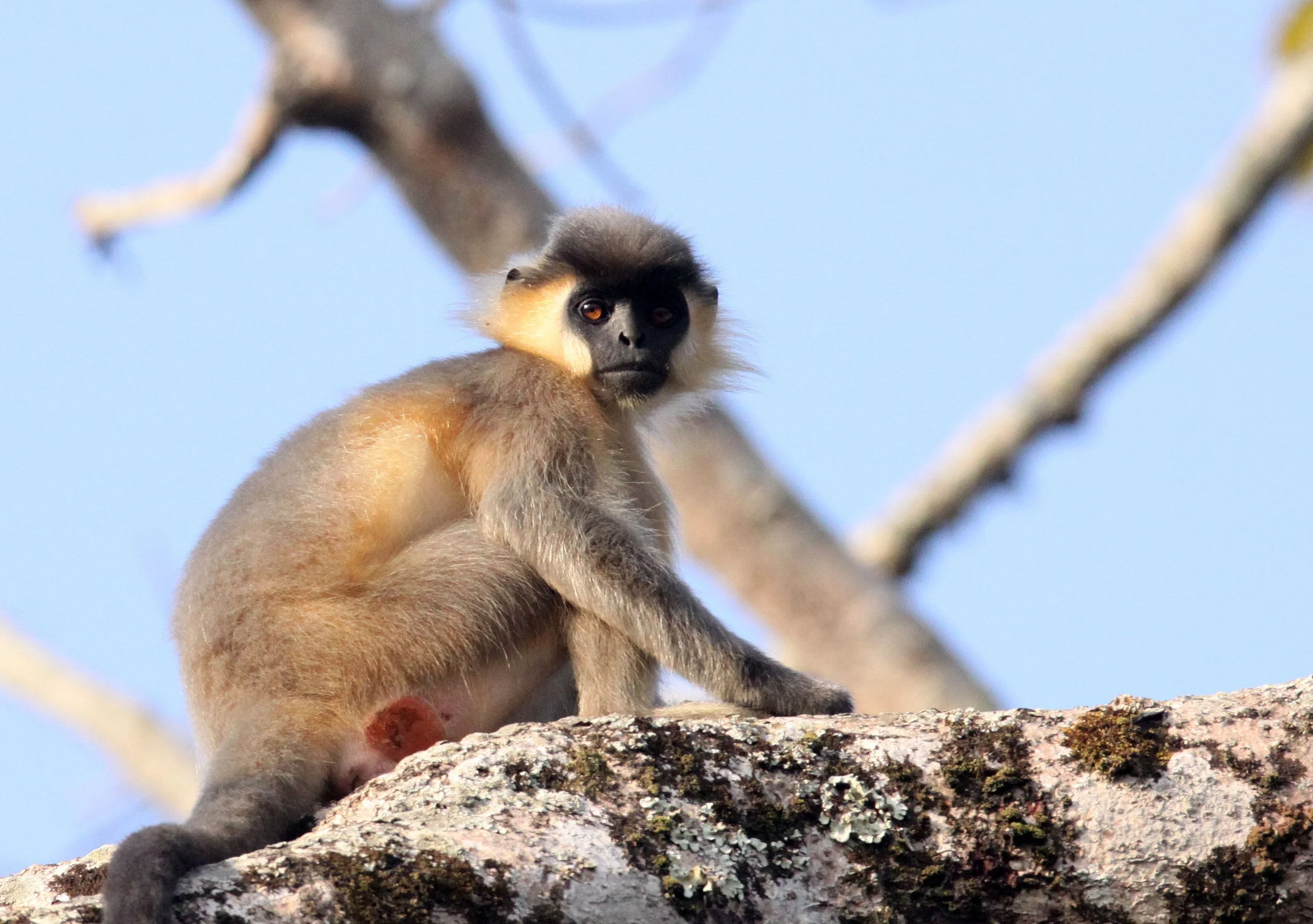 CERCOPITHECIDAE - Trachypithecus pileatus tenebricus - TENEBROUS CAPPED LANGUR - KAZIRANGA NATIONAL PARK ASSAM INDIA (21).JPG