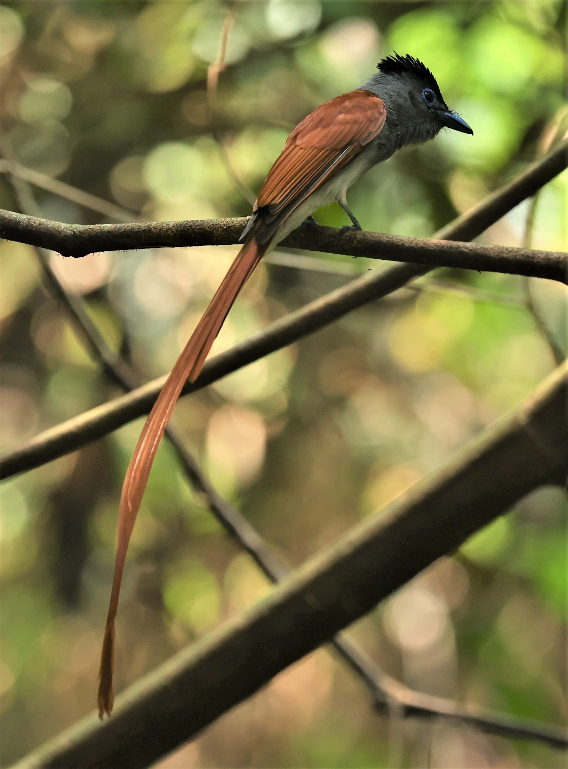 PARADISE-FLYCATCHER - BLYTH'S PARADISE-FLYCATCHER - Terpsiphone affinis - KRUNG CHING, KHAO LUANG NP NST, APRIL 2022 (17).jpg