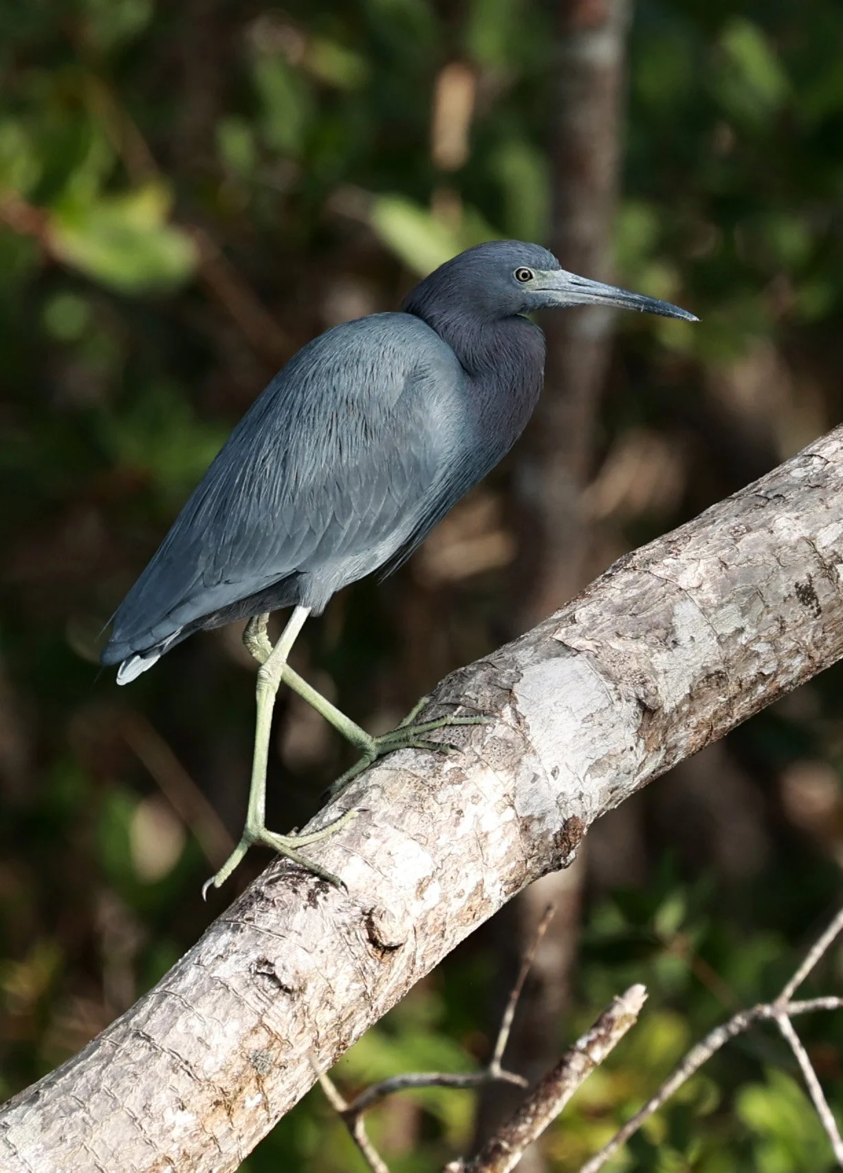 Little Blue Heron (Egretta caerulea) Superagüi National Park, Brazil (16).jpg