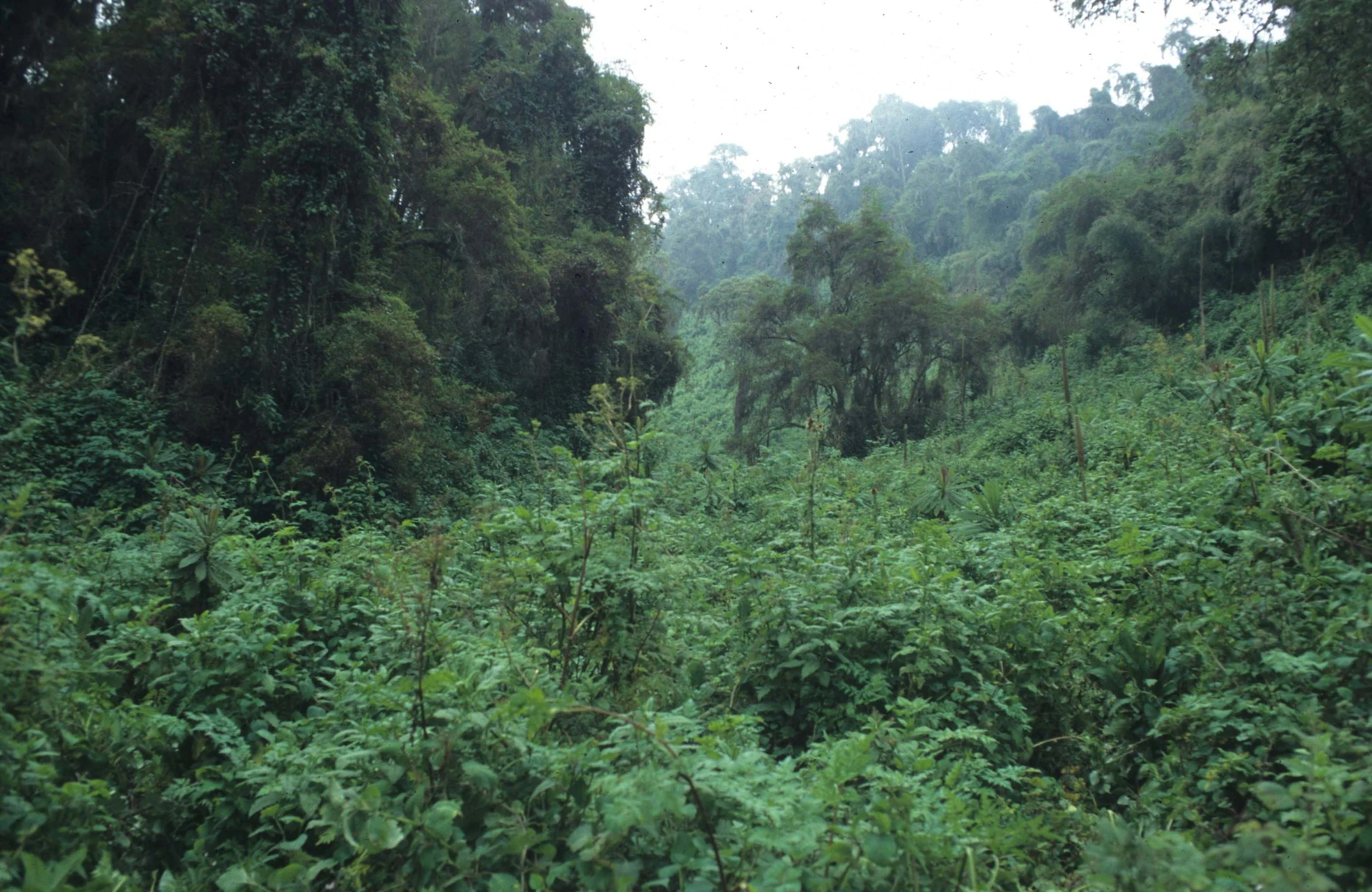 RWANDA - ENTERING GORILLA HABITAT.jpg