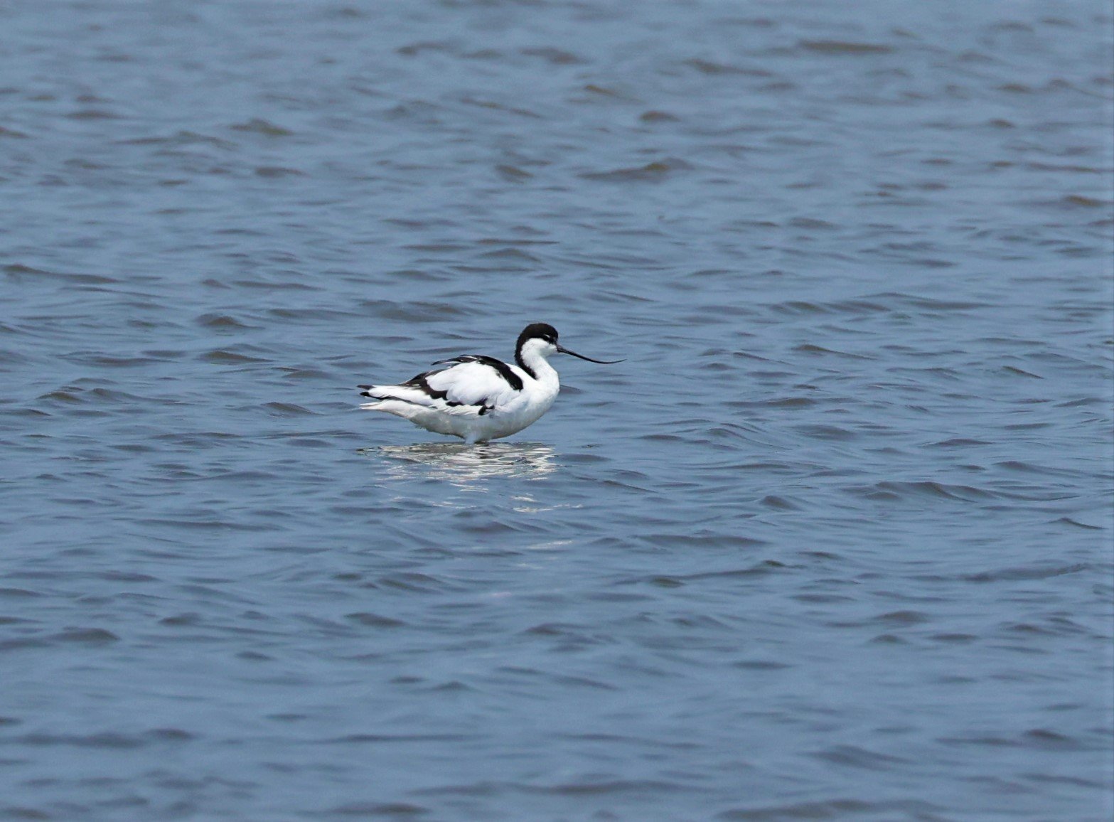 AVOCET - PIED AVOCET - Recurvirostra avosetta - LAEM PAK BIA MARCH 2022 (5).jpg