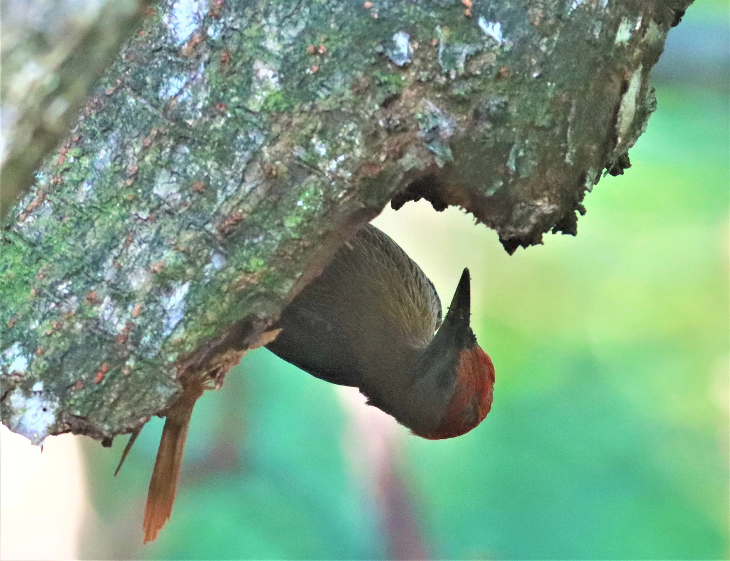 WOODPECKER - STREAK BREASTED WOODPECKER -Picus viridanus - AO PHANG NGA NATIONAL PARK AREA (39).jpg
