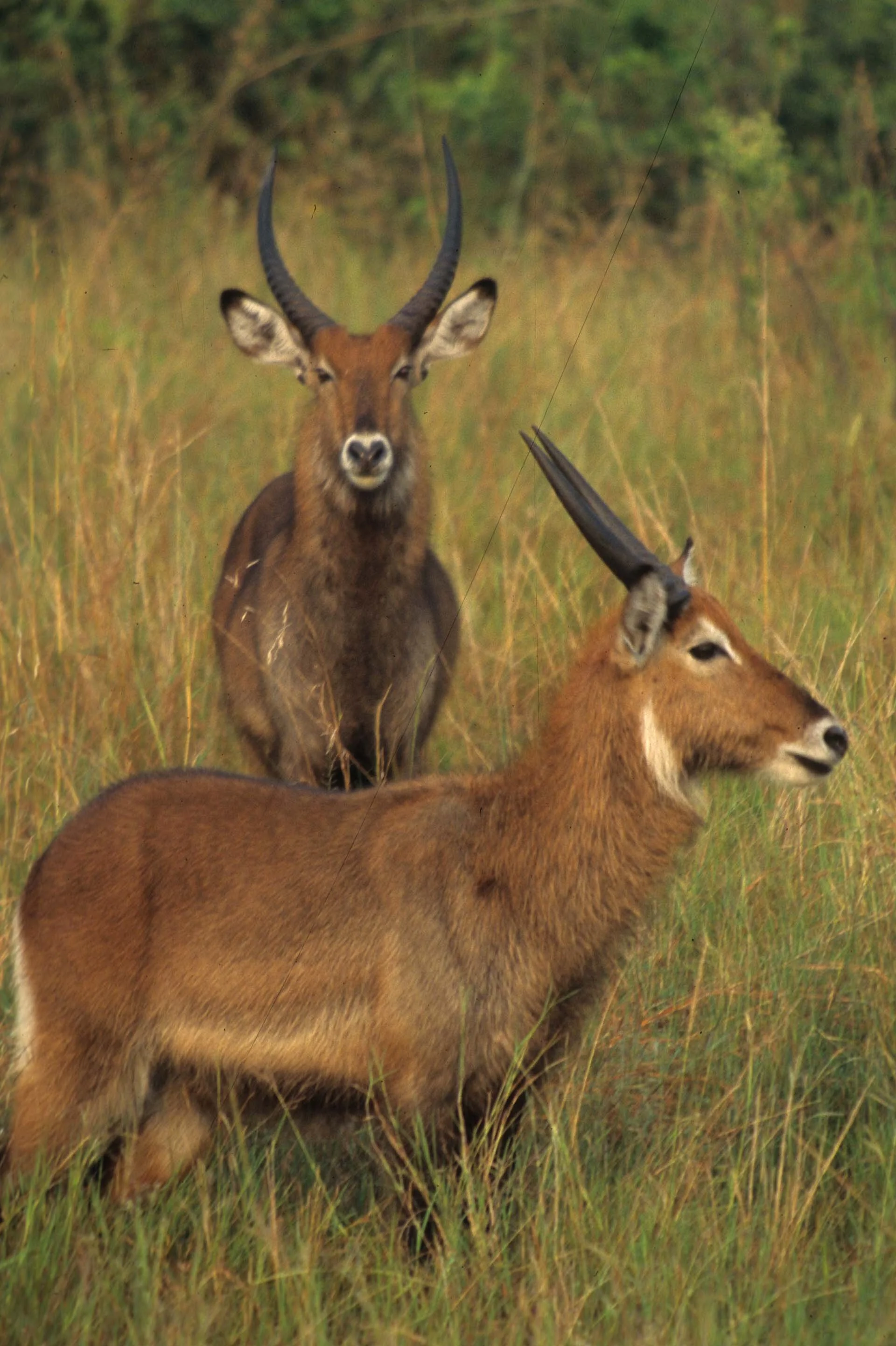 BOVID - WATERBUCK - DEFASSA - UGANDA (9).jpg