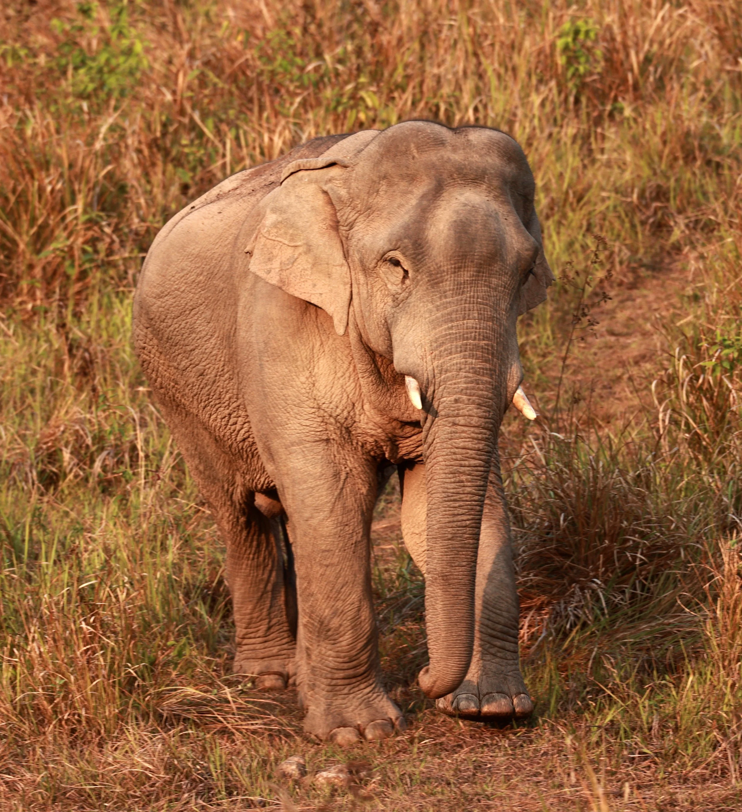 Asian Elephant (Elephas maximus) Khao Yai National Park, Thailand (54).jpg