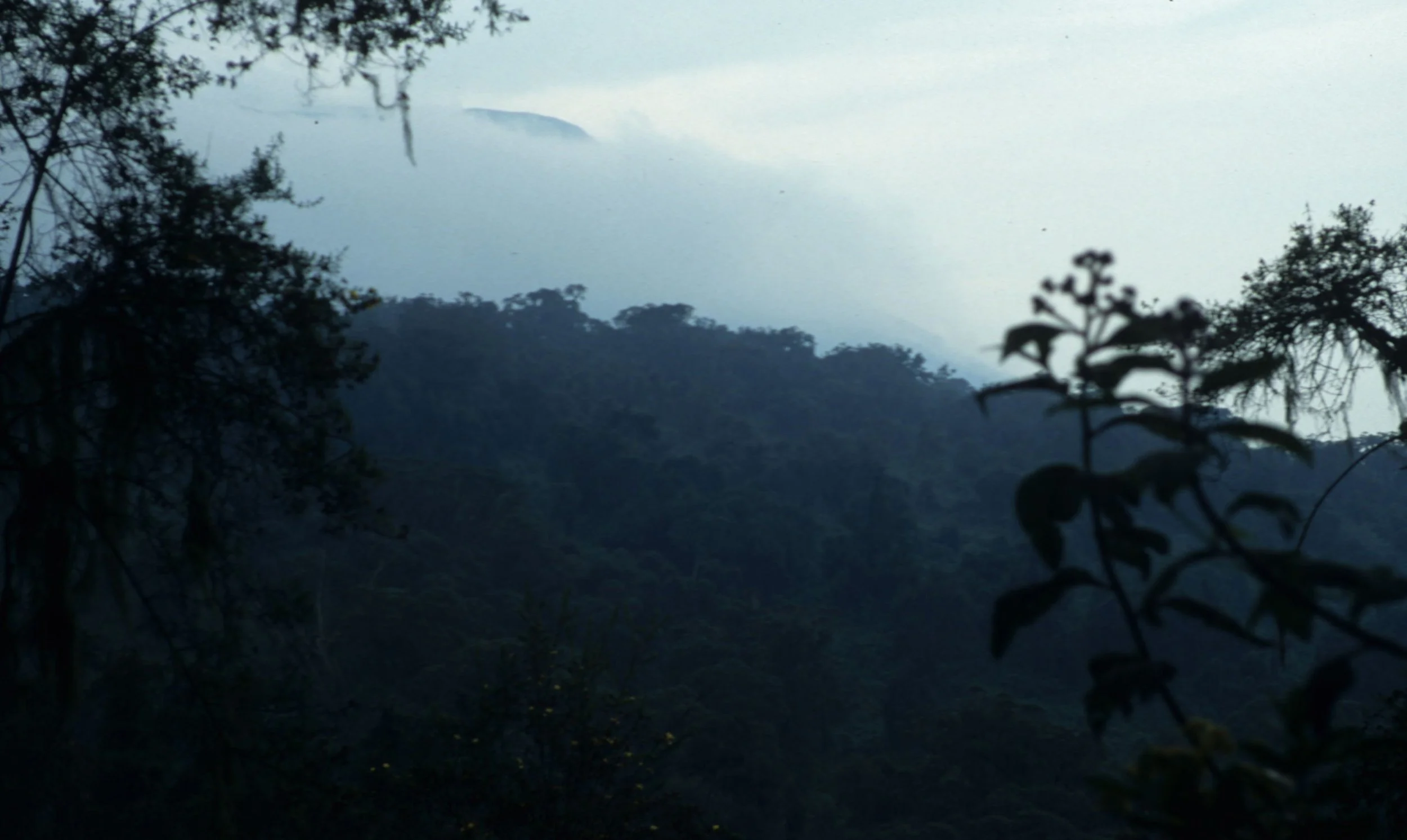 RWANDA - PARC DU VULCANS - FOREST D.jpg