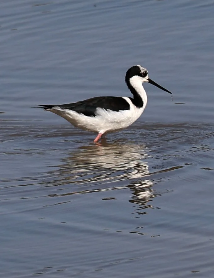 Black-necked Stilt (Himantopus mexicanus) Hotel Iparoma Campestre Paraguay (1).jpg