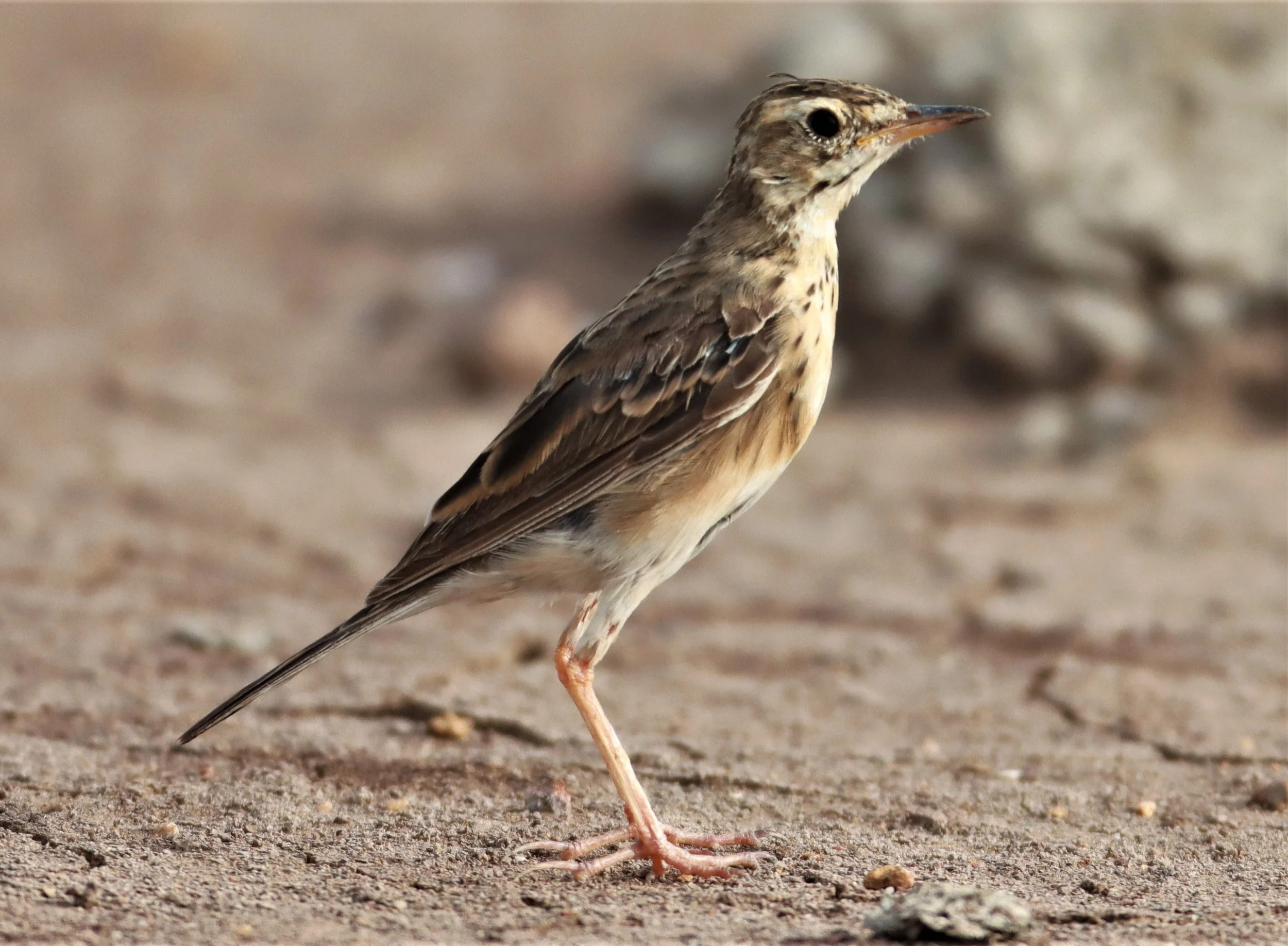 Paddyfield Pipit (Anthus rufulus) BANG KHAEM NAKHON PATHOM (5).jpg