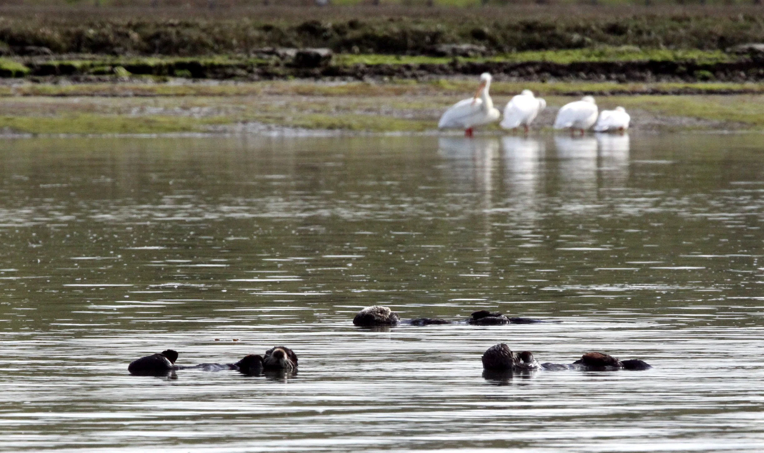 Enhydra lutris nereis - CALIFORNIA SEA OTTER - ELKHORN SLOUGH  WILDLIFE REFUGE CALIFORNIA (17).JPG