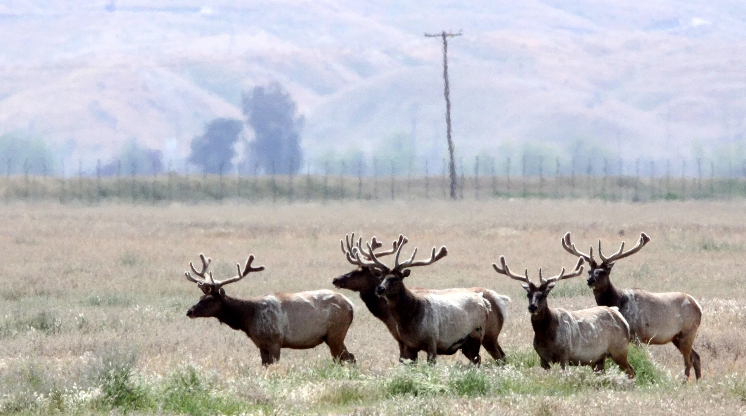 Cervus canadensis nannodes - TULE ELK - KERN COUNTRY TULE ELK RESERVE CALIFORNIA (2).JPG