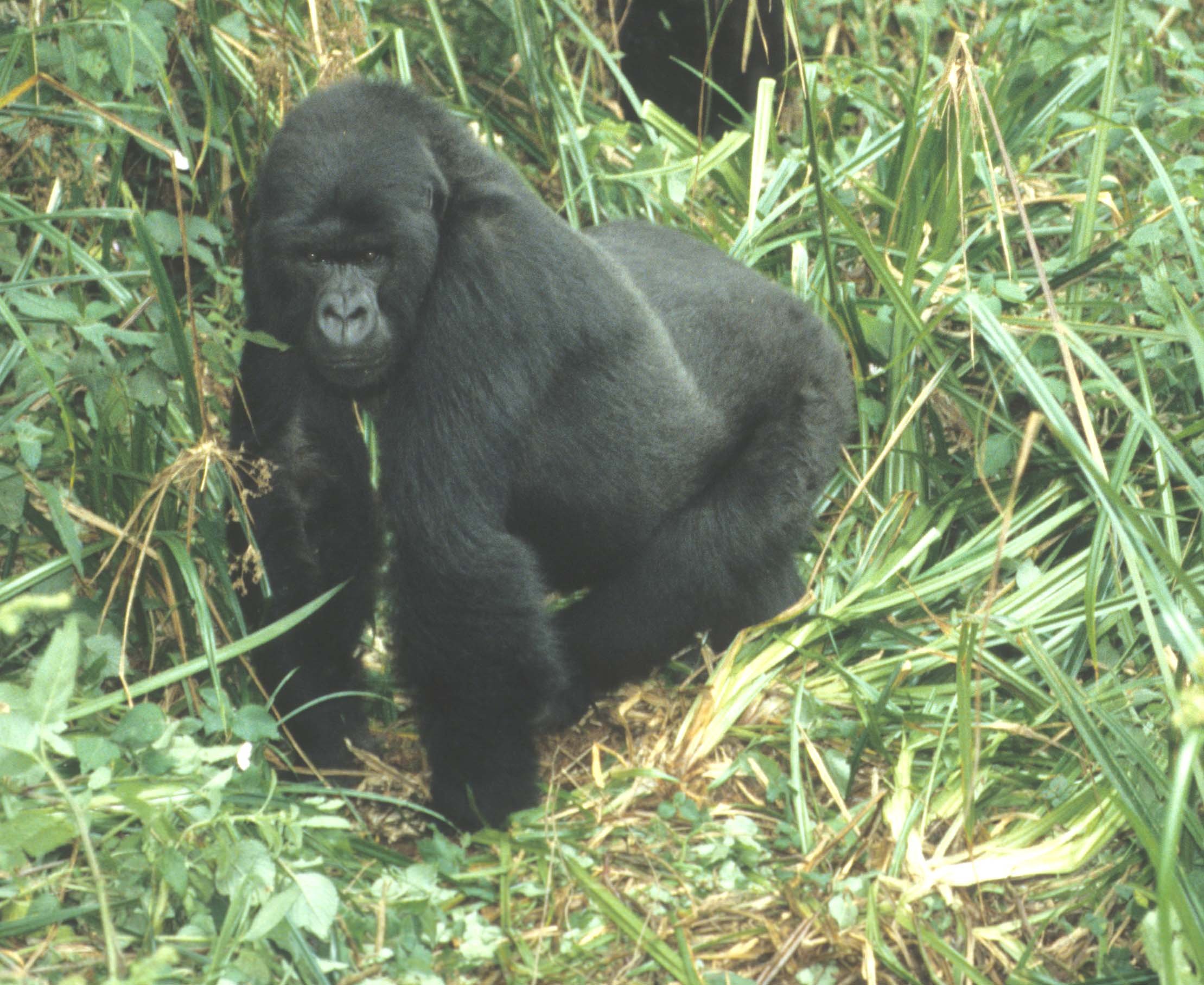 PRIMATE - GORILLA-RWANDA PARC DU VULCANS (13).jpg