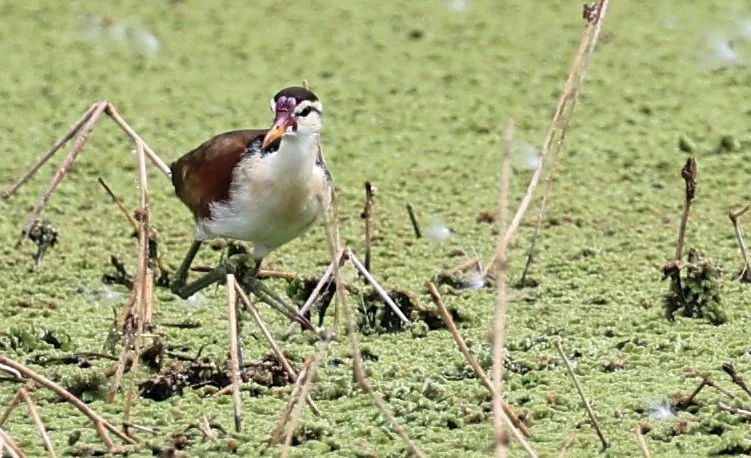 Wattled Jacana (Jacana jacana) Agua Dulce Paraguay (8).jpg