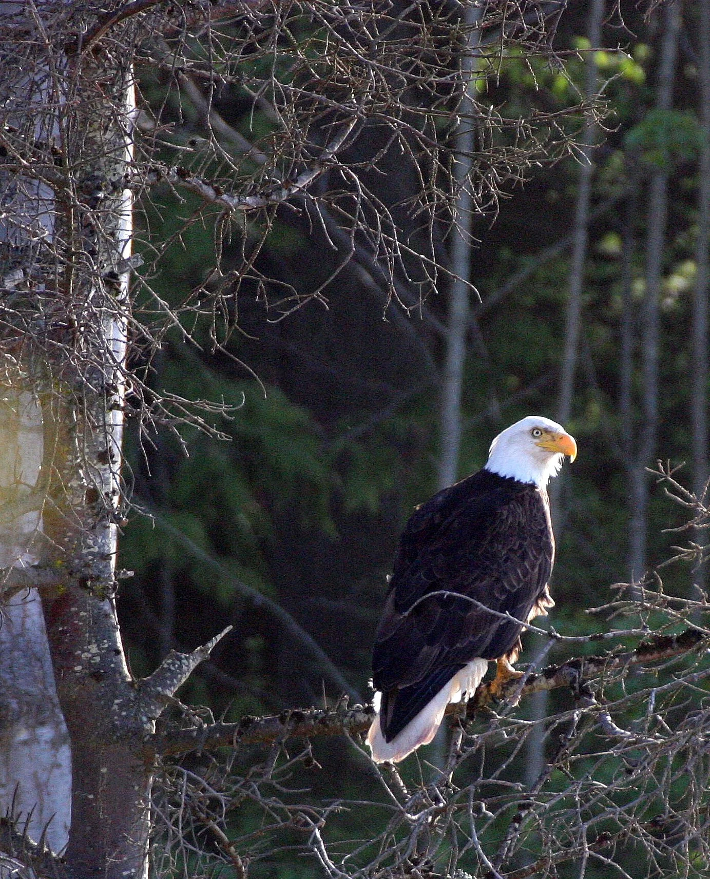 Haliaeetus leucocephalus - AMERICAN BALD EAGLE - LAKE FARM BLUFFS WASHINGTON aa5.JPG