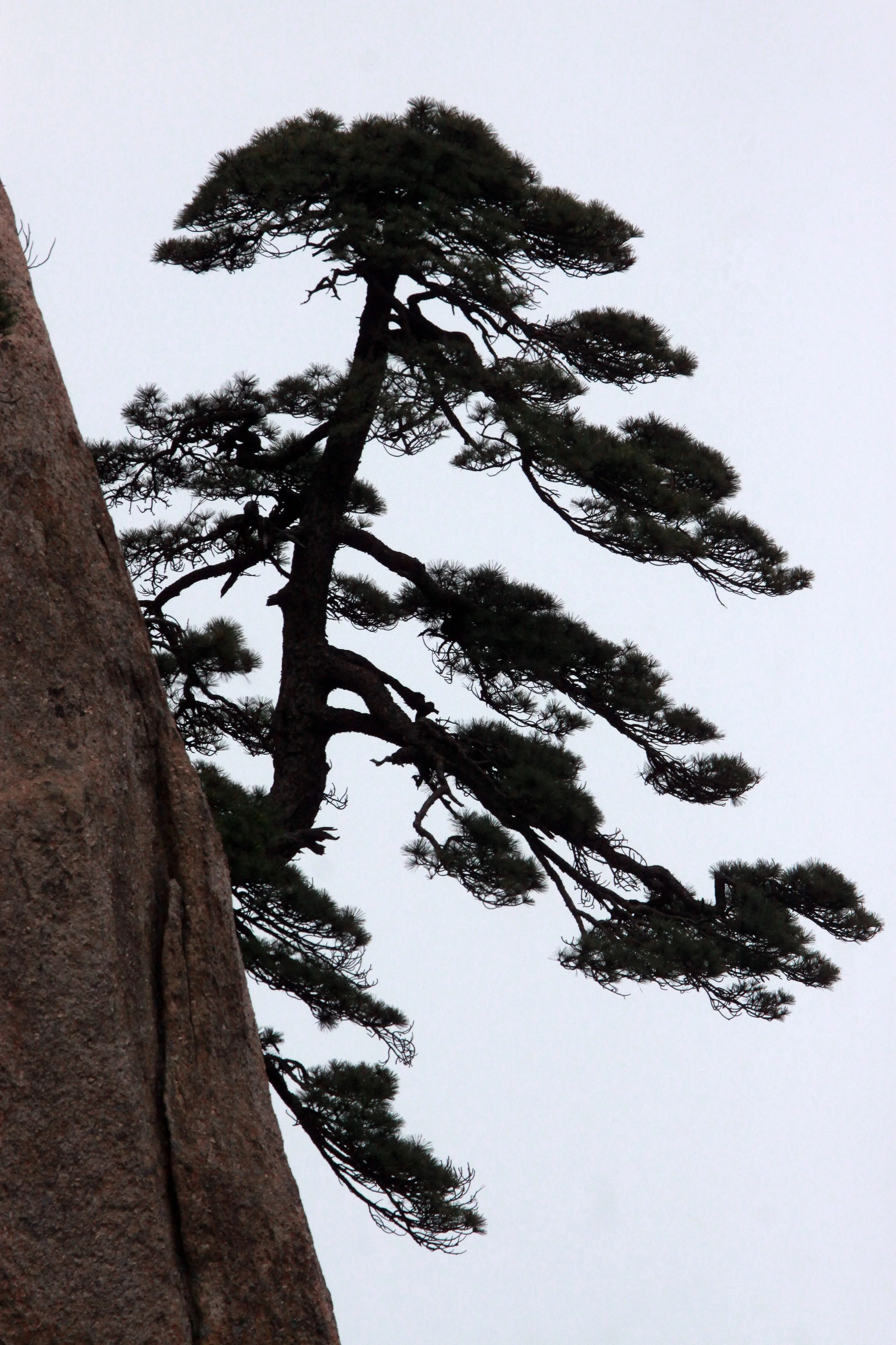 HUANGSHAN NATIONAL PARK - ANHUI PROVINCE CHINA (56).JPG