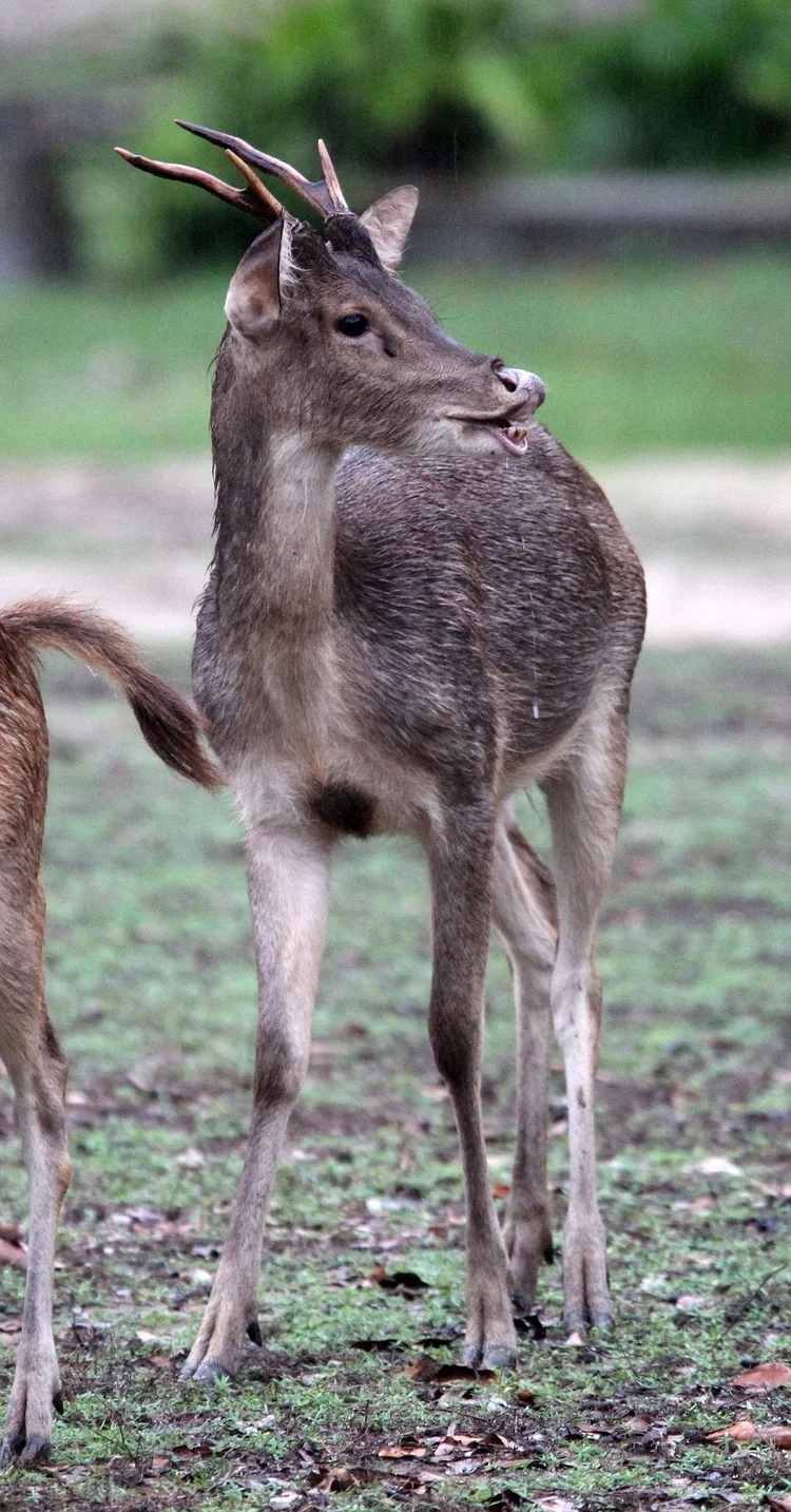 Genus Rusa — Coke Smith Wildlife