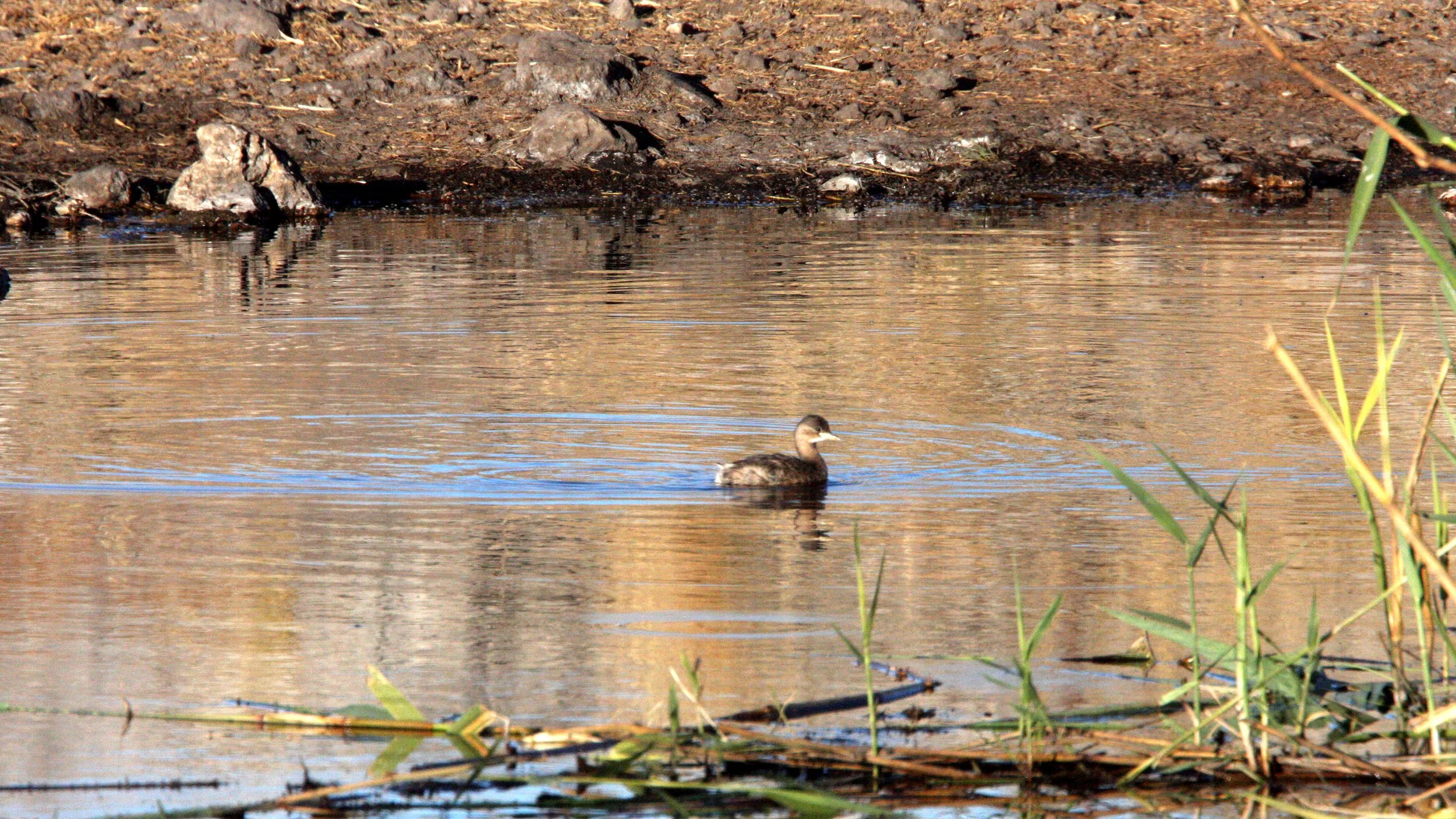 Little Grebe (Tachybaptus ruficollis) Etosha NP Namibia (3).JPG