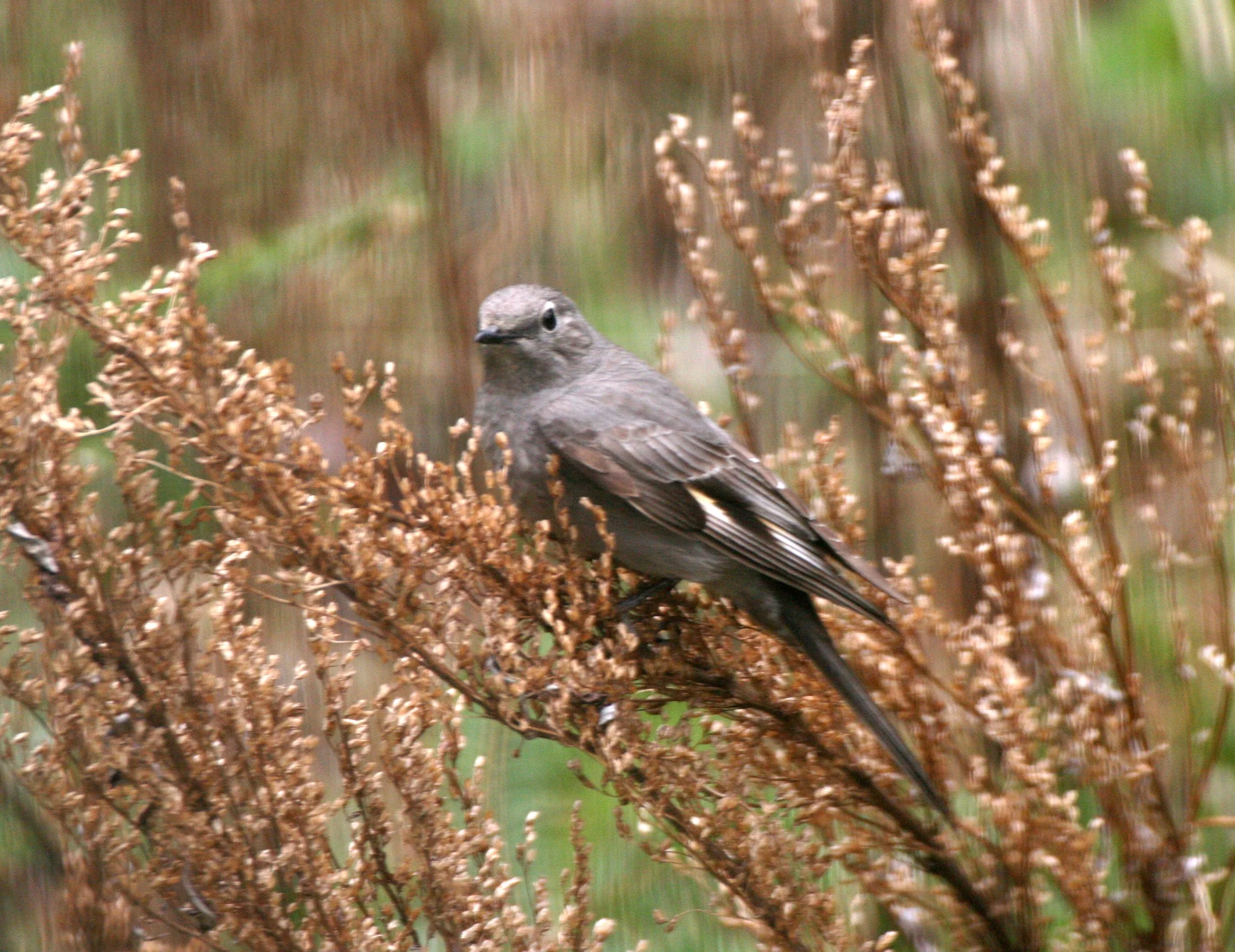 Townsend's Solitaire (Myadestes townsendi) Lake Farm Olympic Peninsula Washington (2).jpg