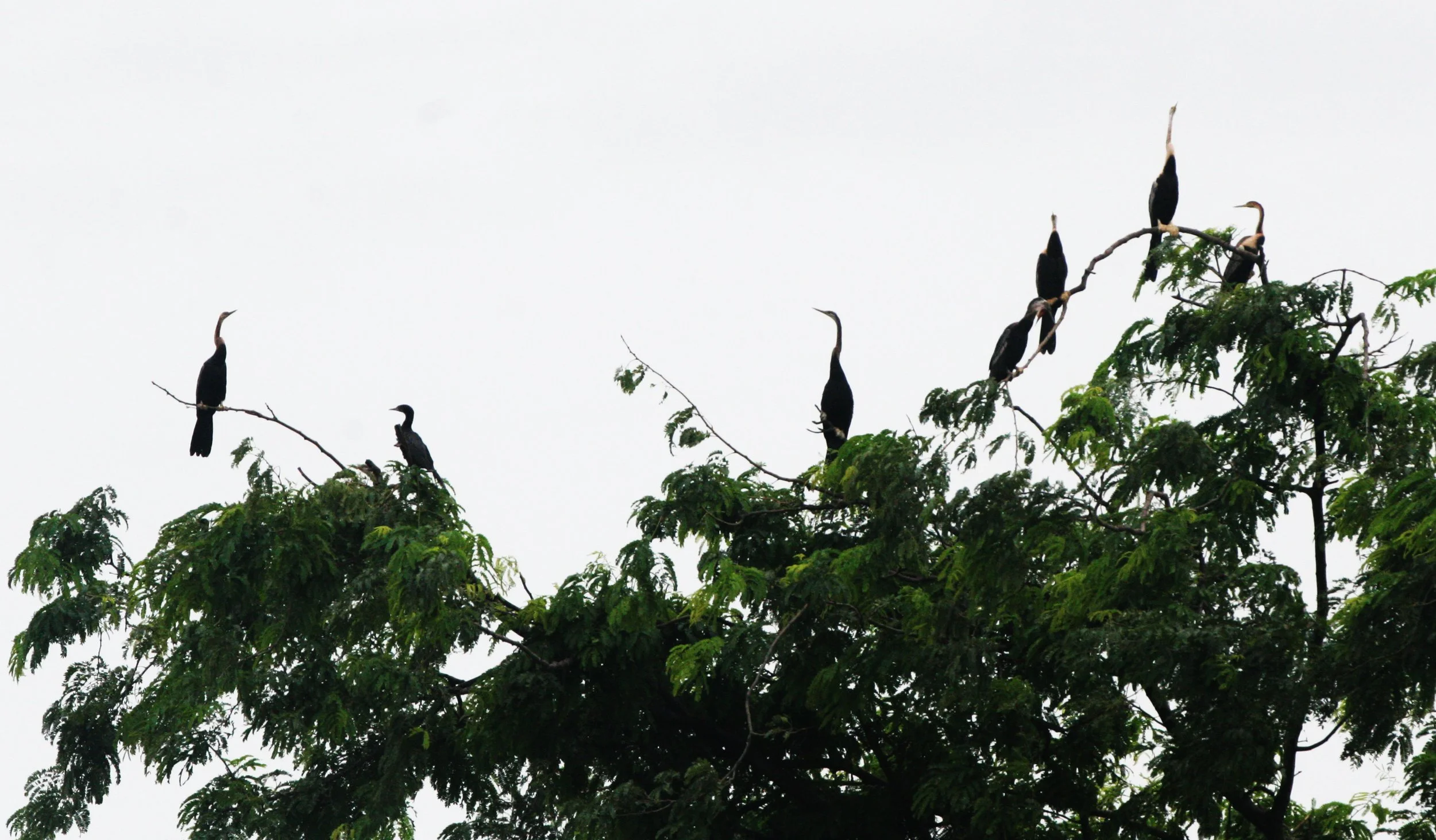 DARTER - Anhinga melanogaster - BUENG BORAPHET THAILAND (13).JPG