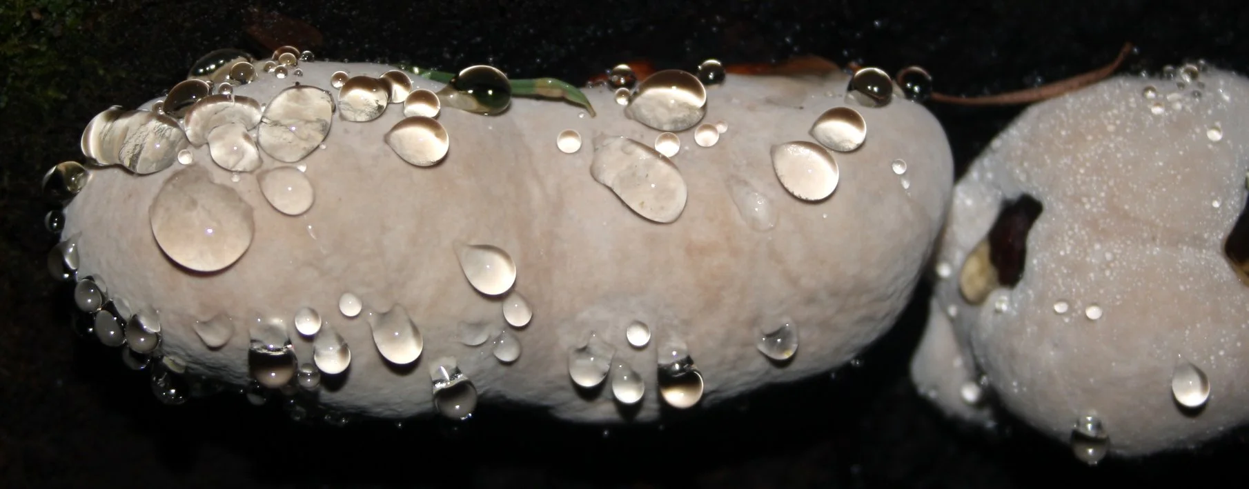 SOL DUC FALLS AND FOREST - ONP WA (79).JPG