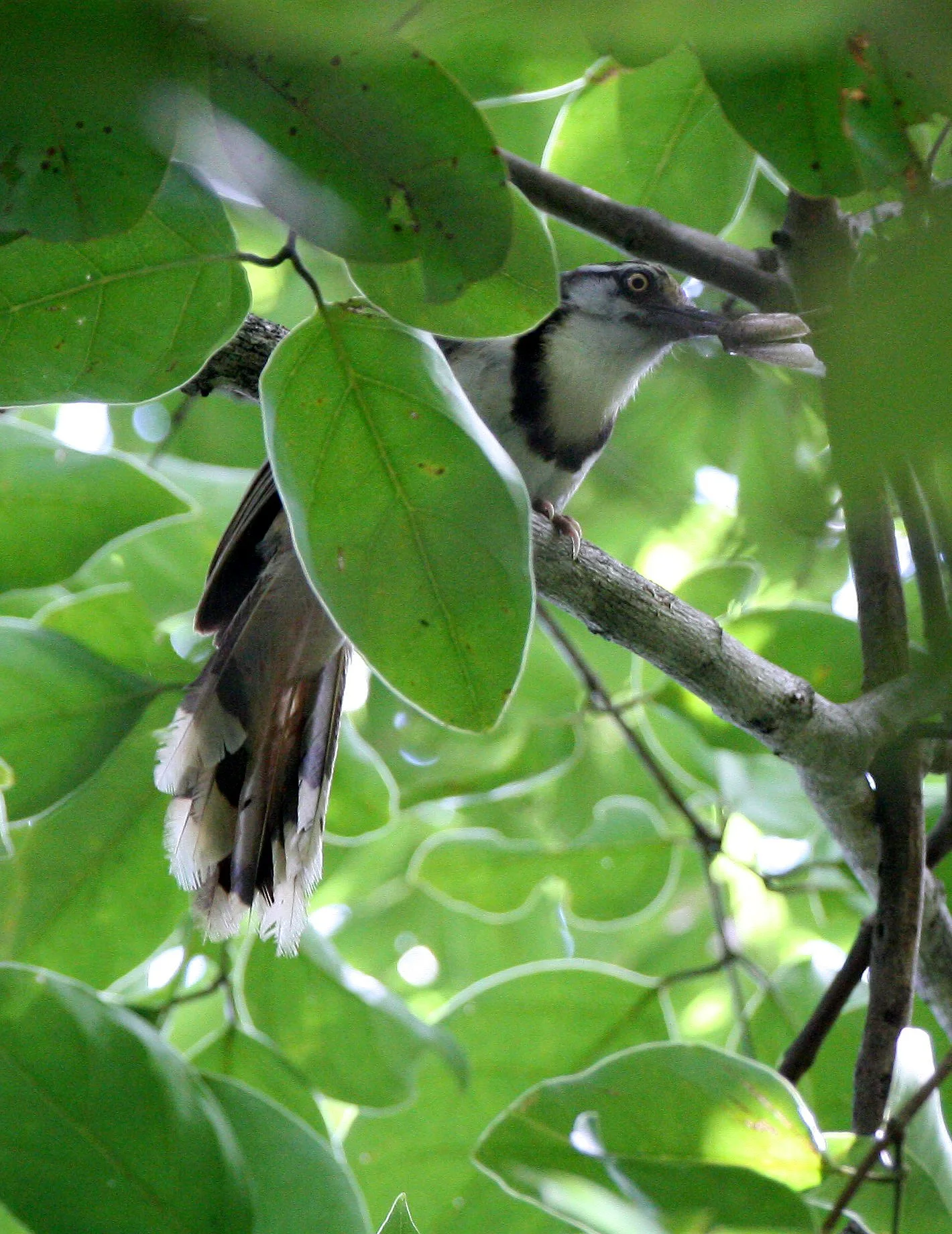 LAUGHINGTHRUSH - LESSER NECKLACED LAUGHINGTHRUSH - Garrulax monileger - HUAI KHA KHAENG NWS THAILAND (1).JPG