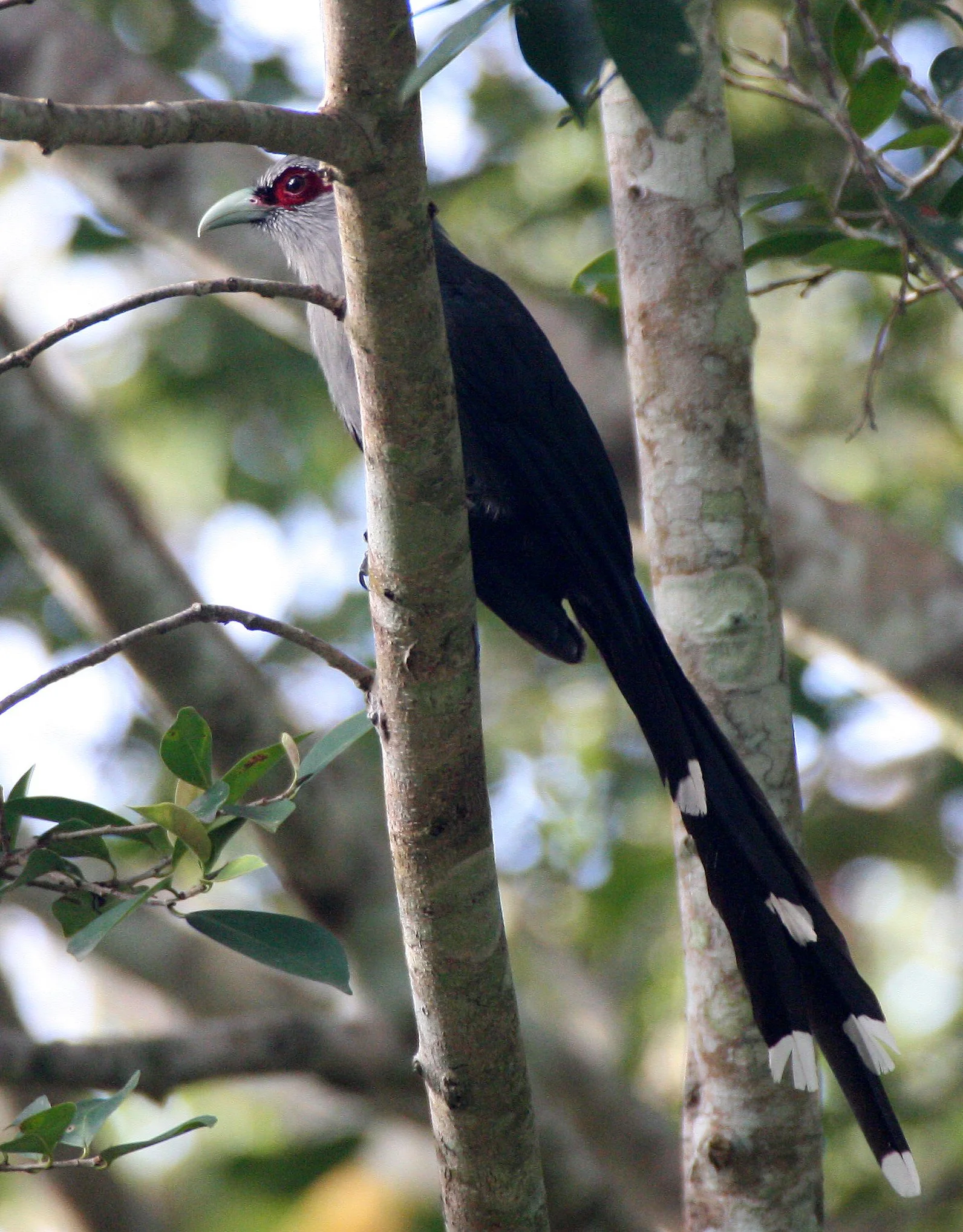 Green-billed Malkoha (Phaenicophaeus tristis) Kaeng Krachan NP Thailand (12).JPG