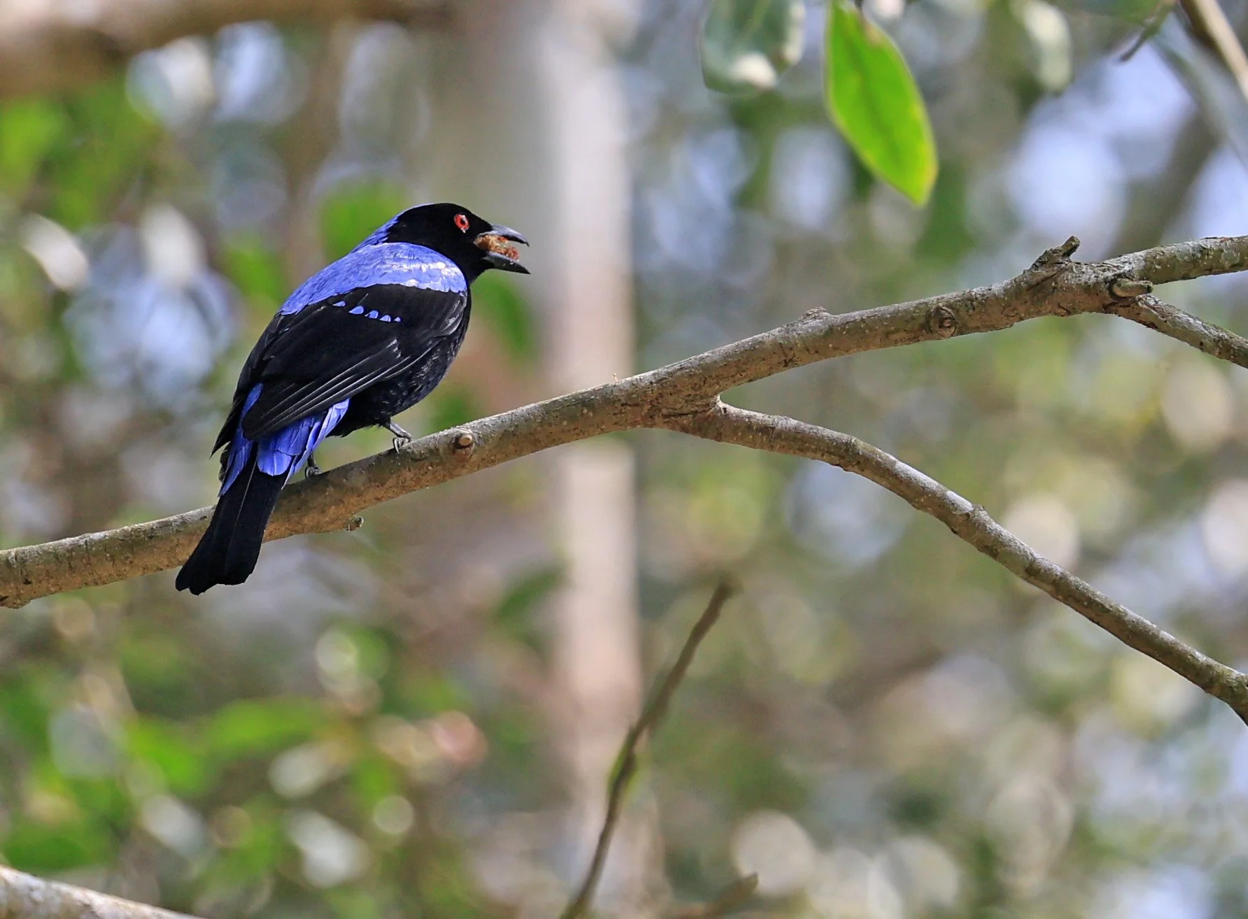Asian Fairy-bluebird (Irena puella) Khao Yai National Park Feb 2026 Day 2 (6).jpg