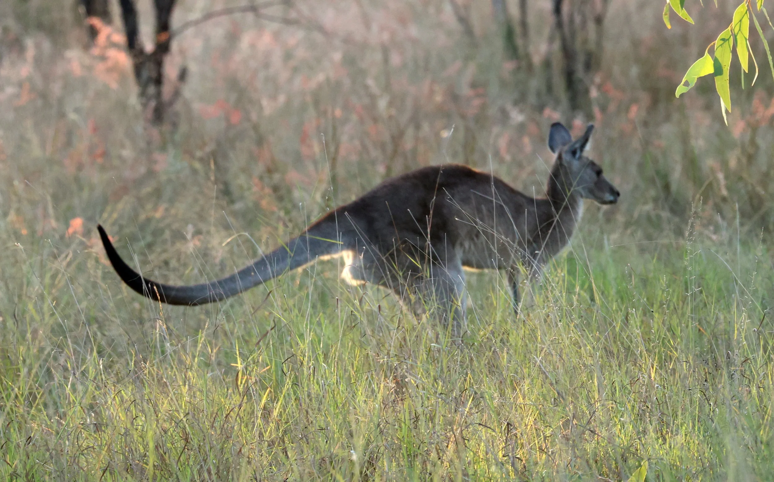 Kangaroop Eastern Grey Kangaroo (Macropus giganteus) — Coke Smith Wildlife