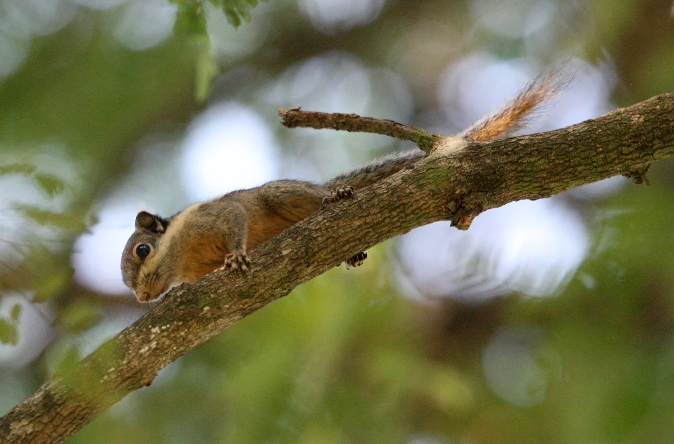Tamiops mcclellandii - WESTERN STRIPED SQUIRREL - KAENG KRACHAN NP THAILAND (21).JPG