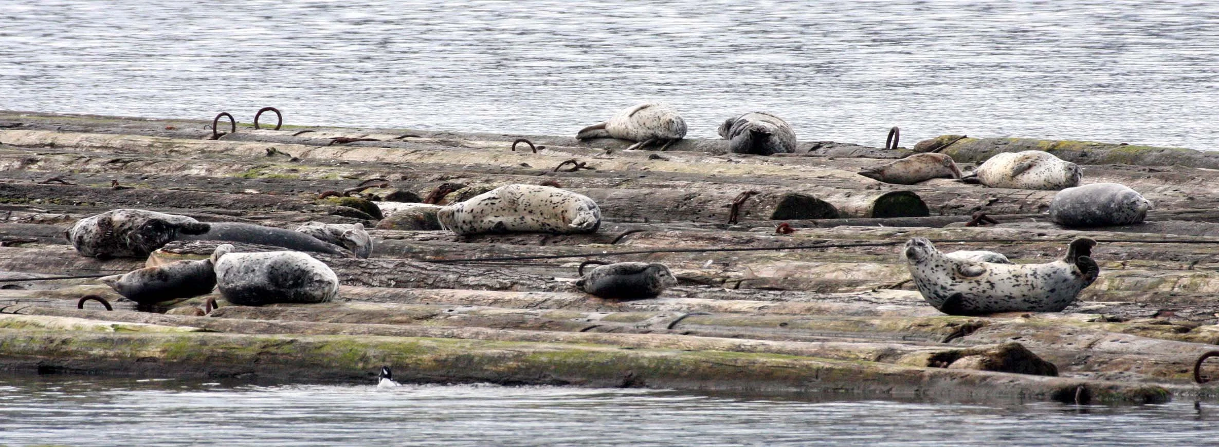 PINNIPED - SEAL - HARBOR SEAL - PORT ANGELES HARBOR WA (3).JPG