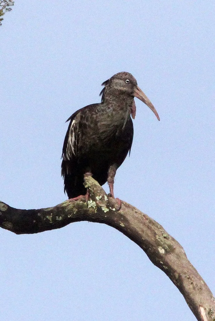 IBIS - WATTLED IBIS - Bostrychia carunculata - SIMIEN MOUNTAINS NATIONAL PARK ETHIOPIA (10).JPG