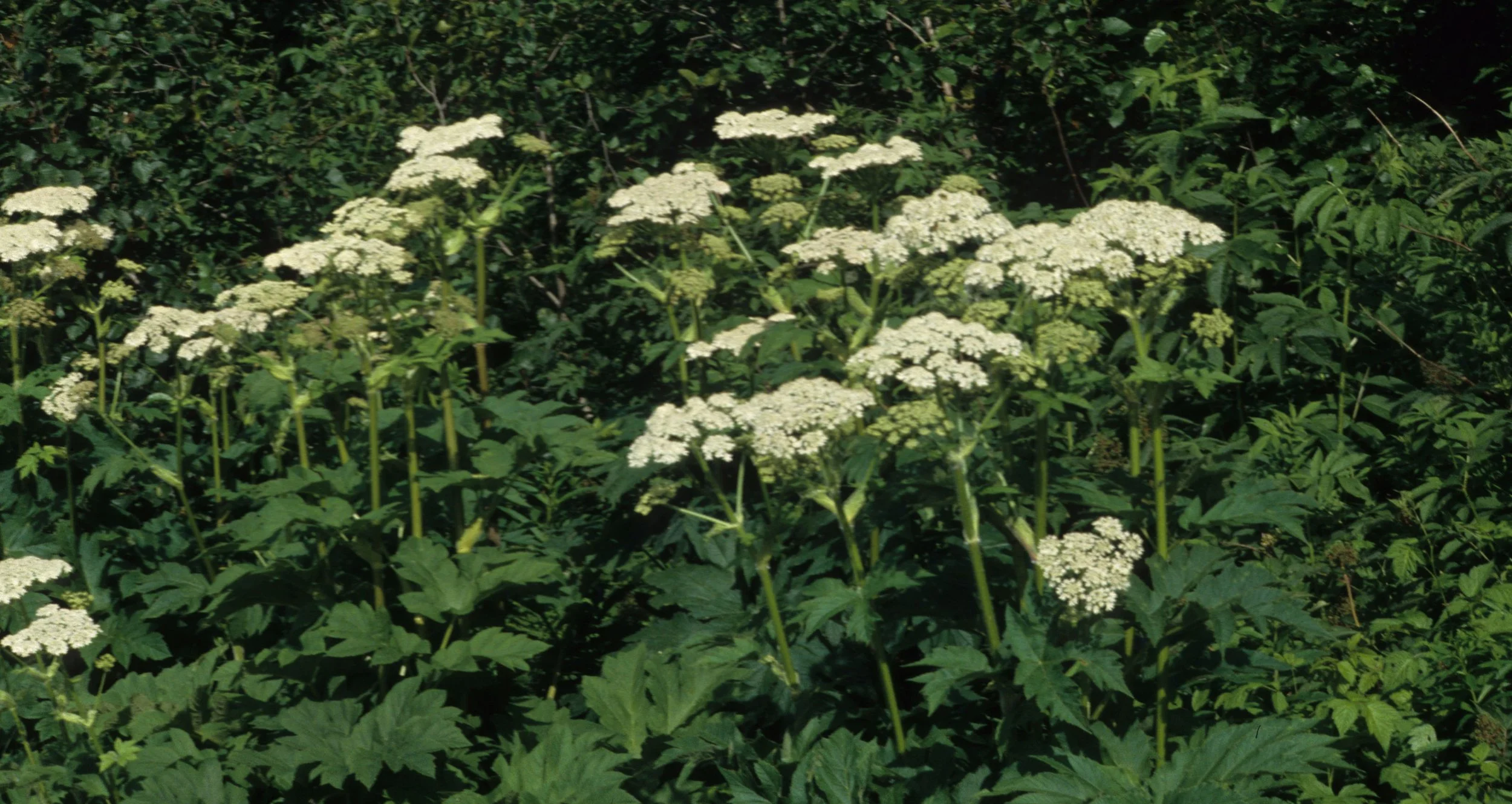 ALASKA - HERACLEUM LANATUM - COW PARSNIP.jpg
