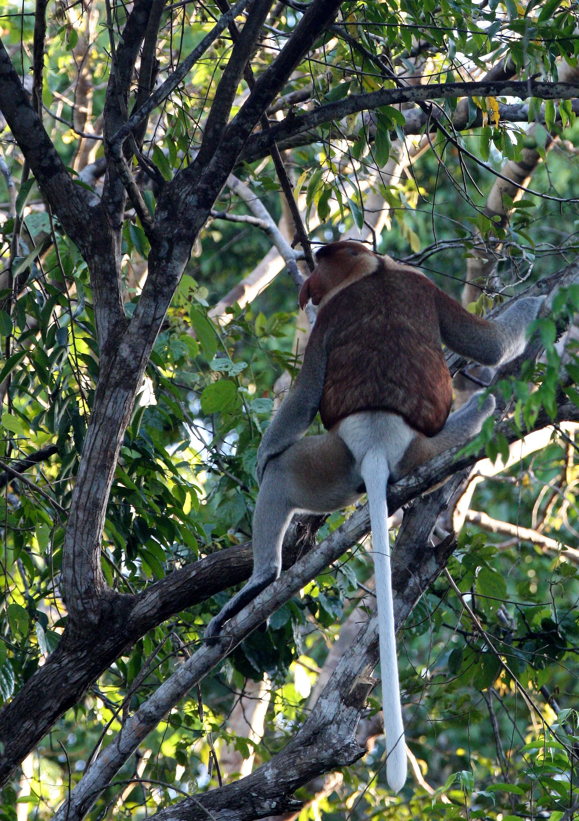CERCOPITHECIDAE - Nasalis larvatus -PROBOSCIS MONKEY TROOP - KINABATANGAN RIVER BORNEO  (14).JPG