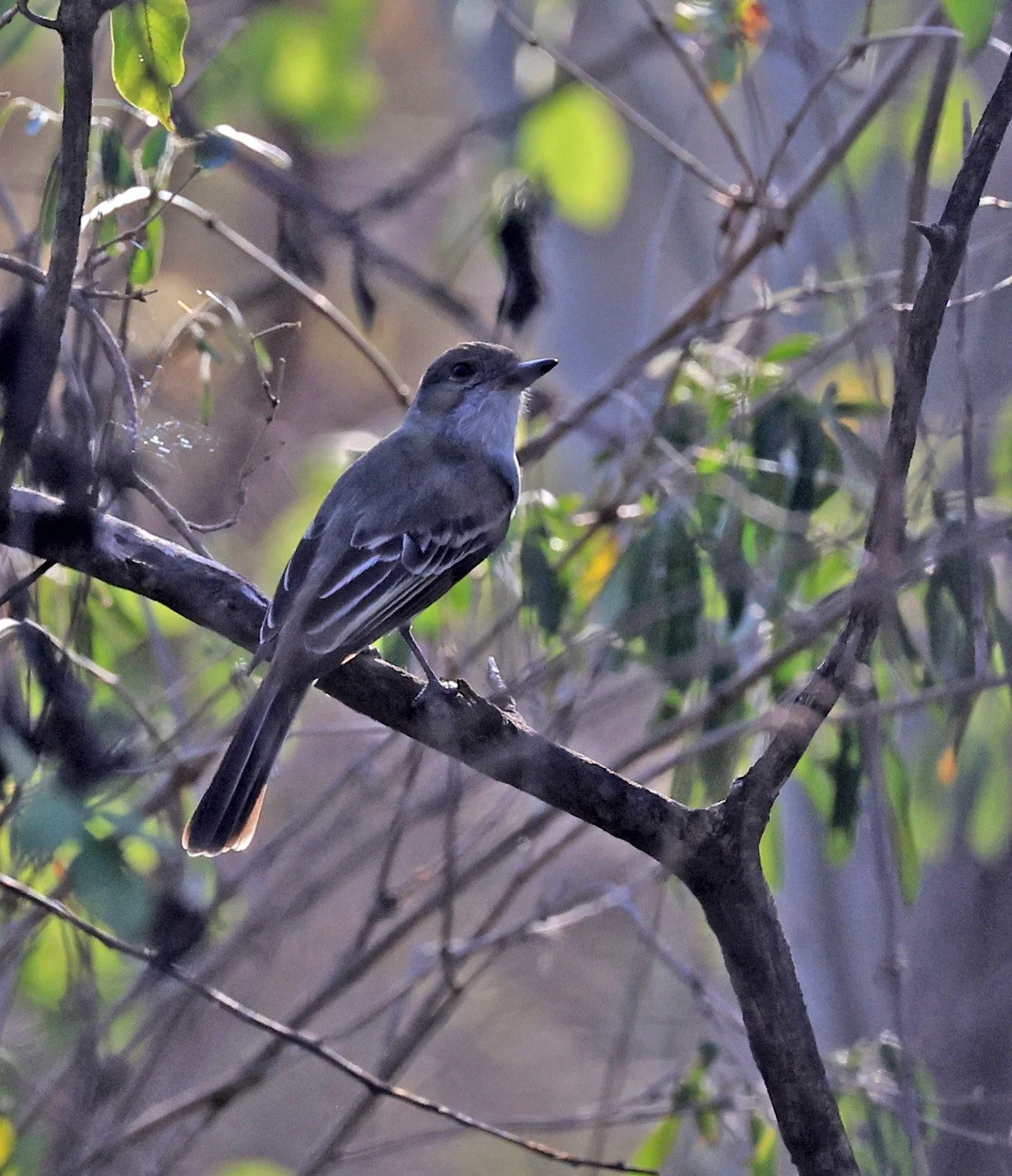 Brown-crested Flycatcher (Myiarchus tyrannulus) Agua Dulce Paraguay (2).jpg