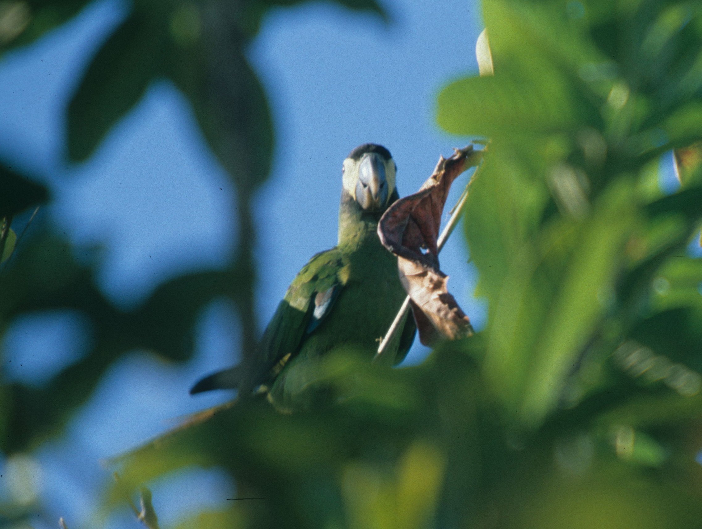 BIRD - PARROT - TOURQOISE FRONTED - PANTANAL.jpg