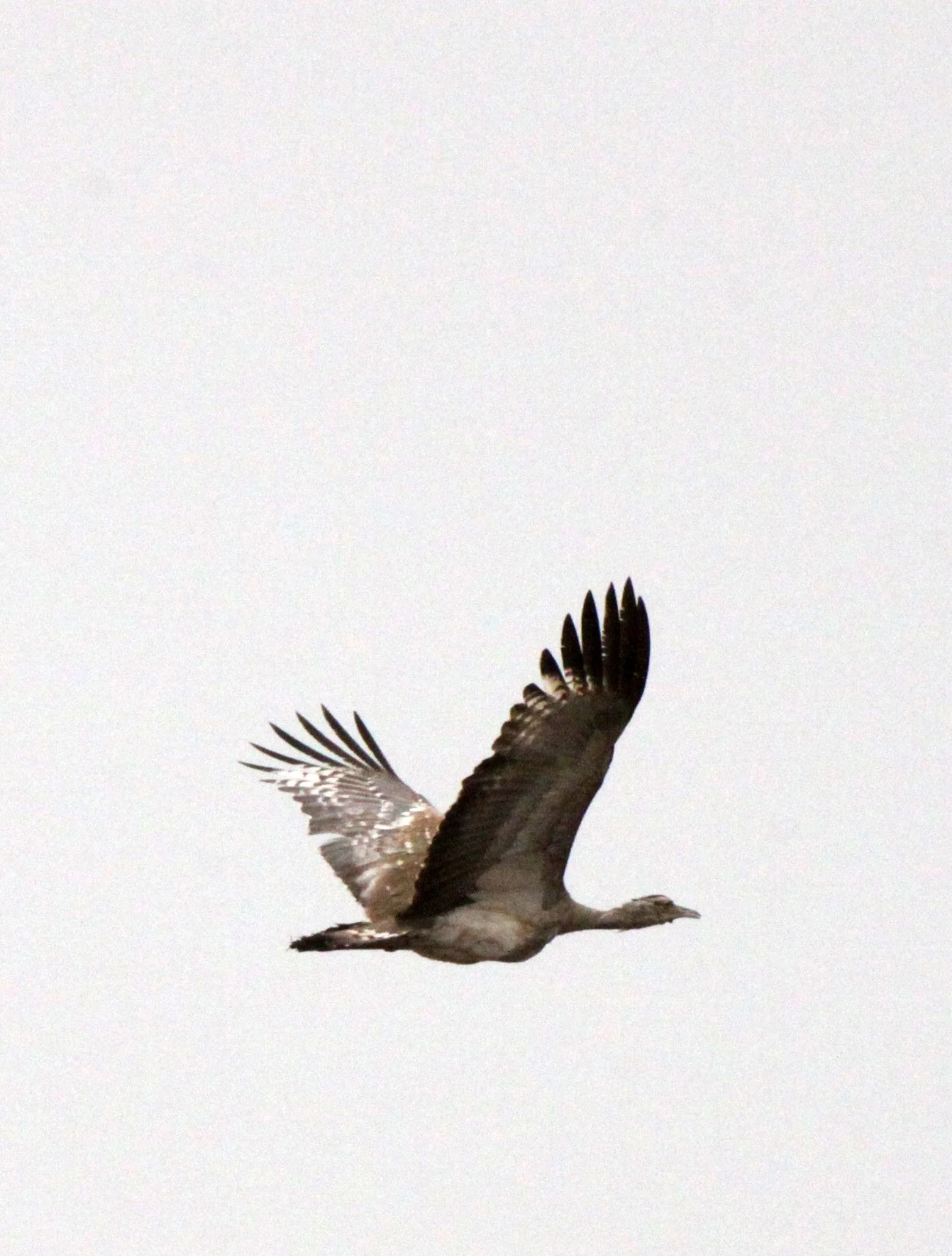 Arabian bustard (Ardeotis arabs) Ali Dege Plains, Ethiopia (40).JPG