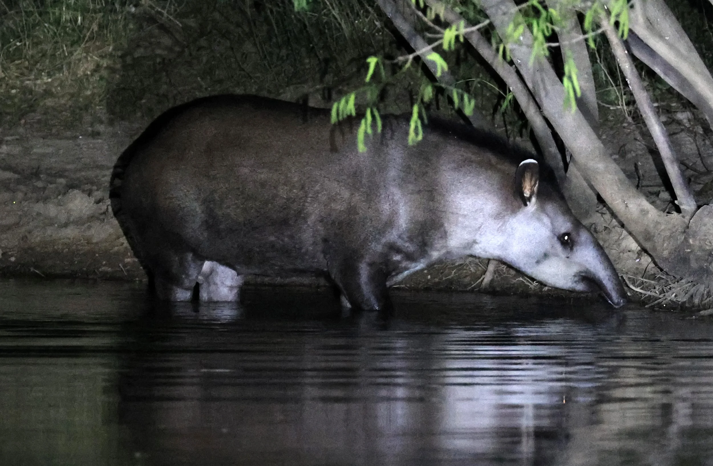 South American Tapir (Tapirus terrestris) Hotel Campestre Iparoma Paraguay  (5).jpg