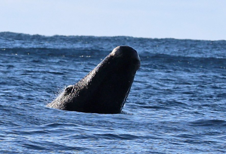 Southern Right Whale (Eubalaena australis) Tasman Island & Southeast Coast - Tasmania 