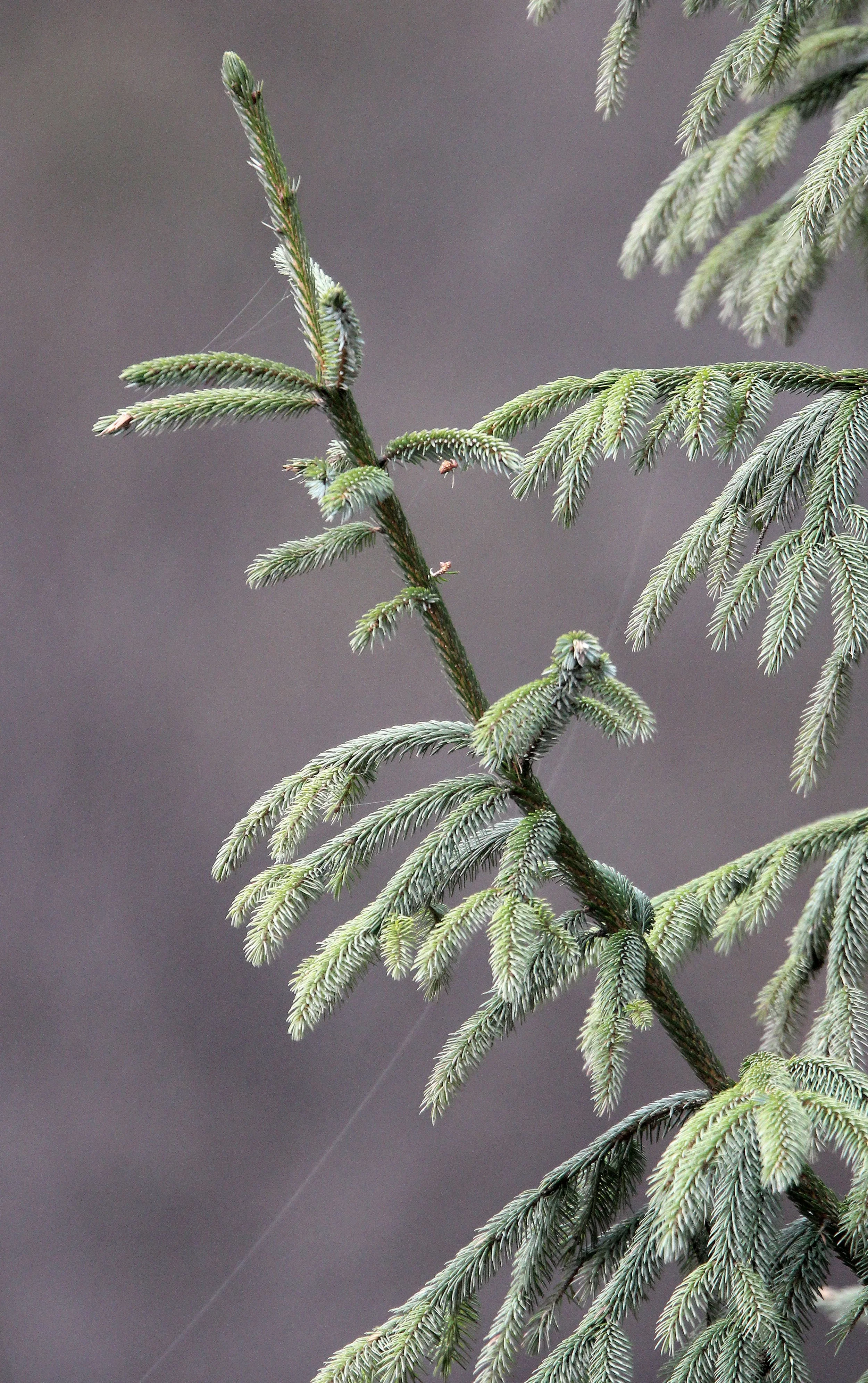TANGJIAHE NATURE RESERVE, SICHUAN CHINA (58).JPG