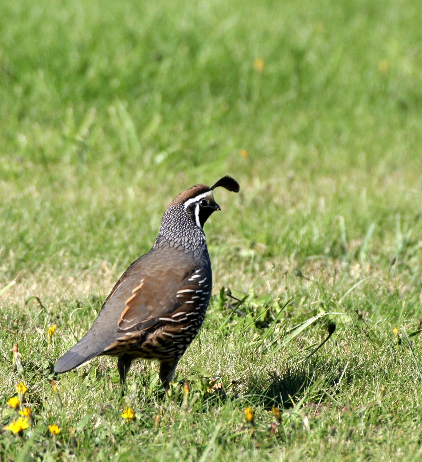 BIRD - QUAIL - CALIFORNIA QUAIL - SEQUIM BAY WA (7).JPG