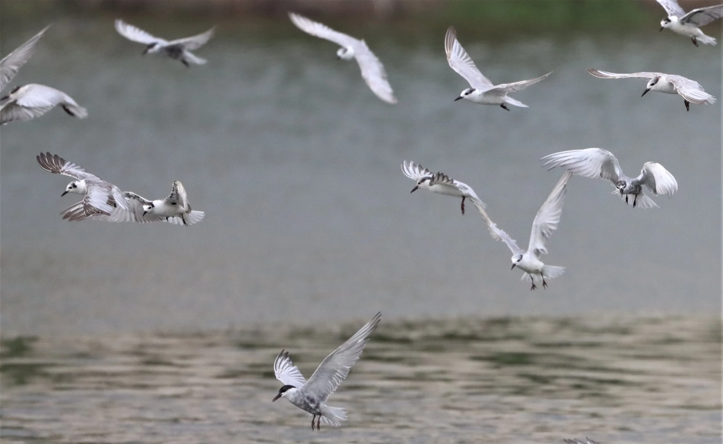 TERN - WHITE-WINGED TERN - Chlidonias leucopterus - SOME WHISKERED TERN - Chlidonias hybridus - LAT KRABANG WETLANDS NEAR BANGKOK (71).jpg