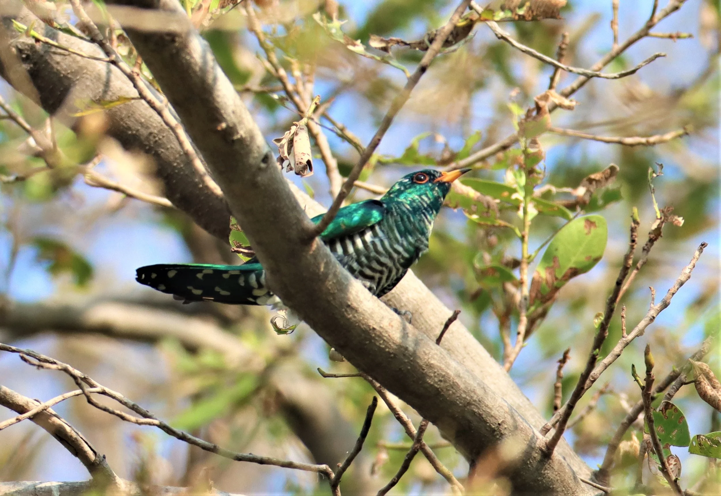 Asian Emerald Green Cuckoo (Chrysococcyx maculatus) Rama IX Park Bangkok (31).jpg